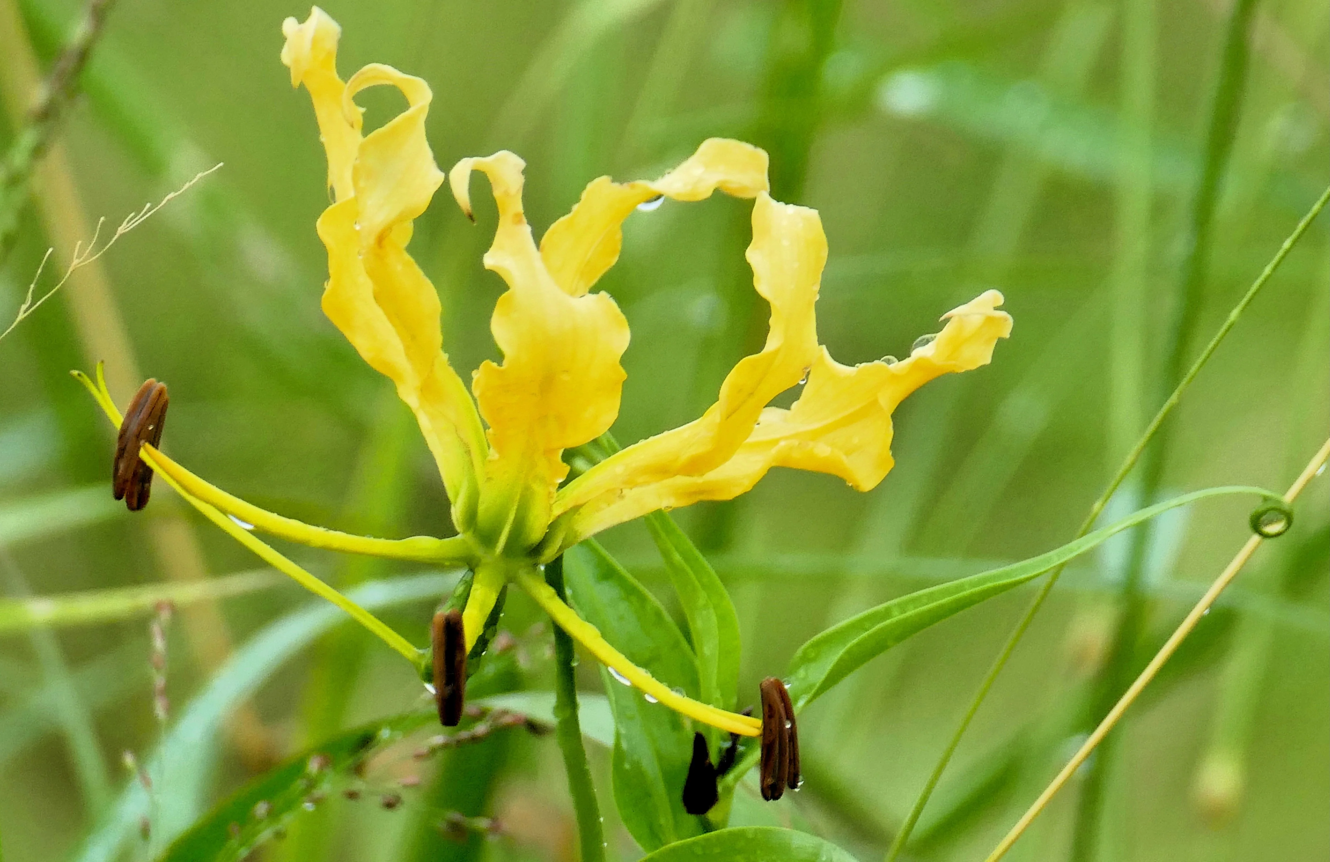 10 YELLOW GLORIOSA LILY Flame Lily Gloriosa Lutea Flower Vine Seeds - Image 3