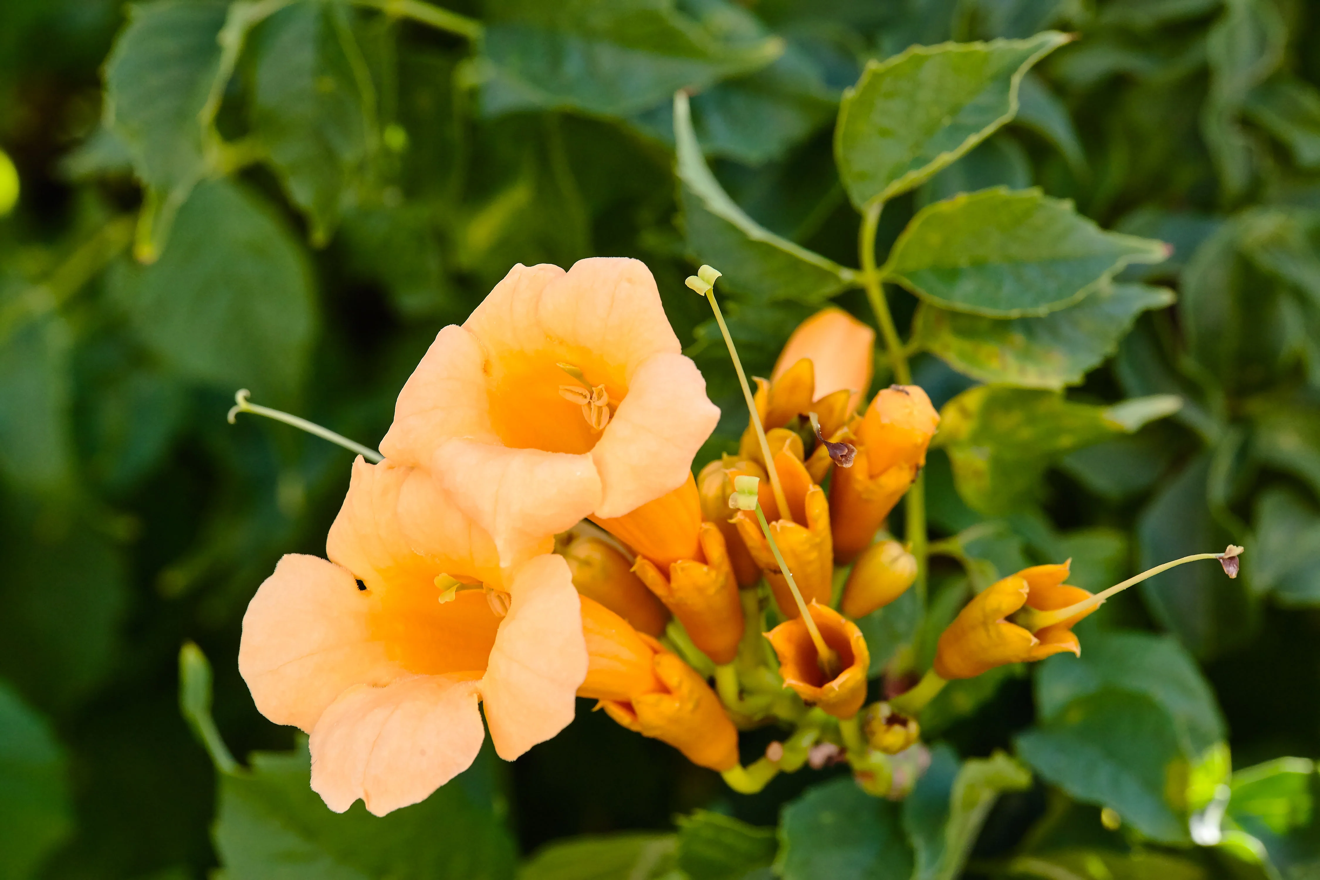 10 YELLOW HUMMINGBIRD TRUMPET Vine Flower Campsis Radicans Flava Climber Seeds - Image 3