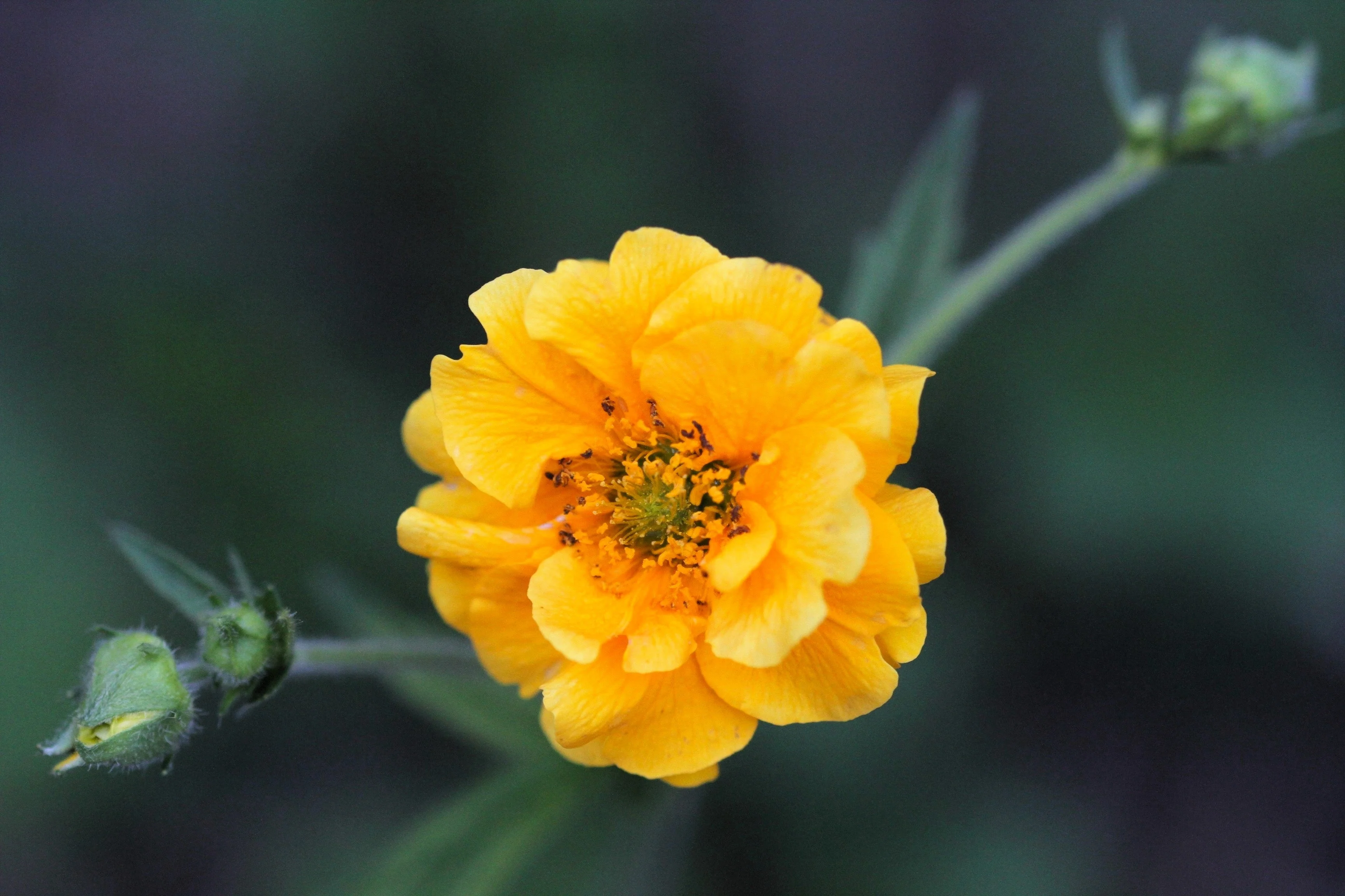 10 Yellow Lady Stratheden GEUM Chiloense Flower Seeds - Image 2