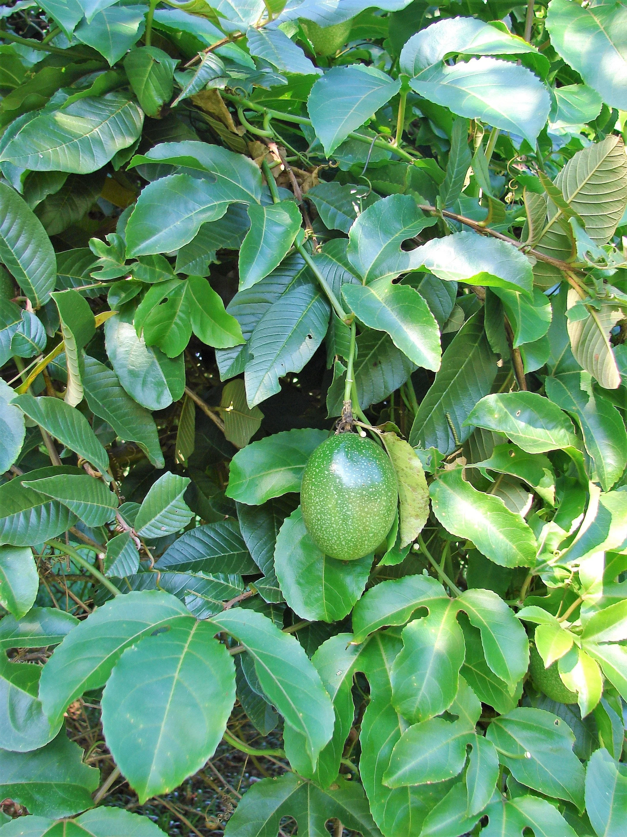 10 YELLOW PASSION FRUIT Vine Passiflora Edulis Flavicarpa Golden Passionfruit Purple & White Flower Seeds - Image 10