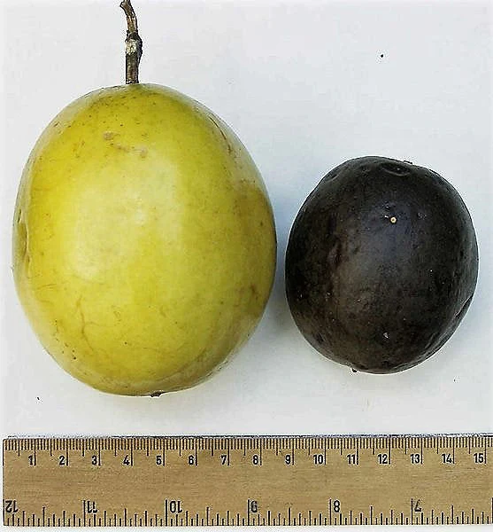 10 YELLOW PASSION FRUIT Vine Passiflora Edulis Flavicarpa Golden Passionfruit Purple & White Flower Seeds - Image 2