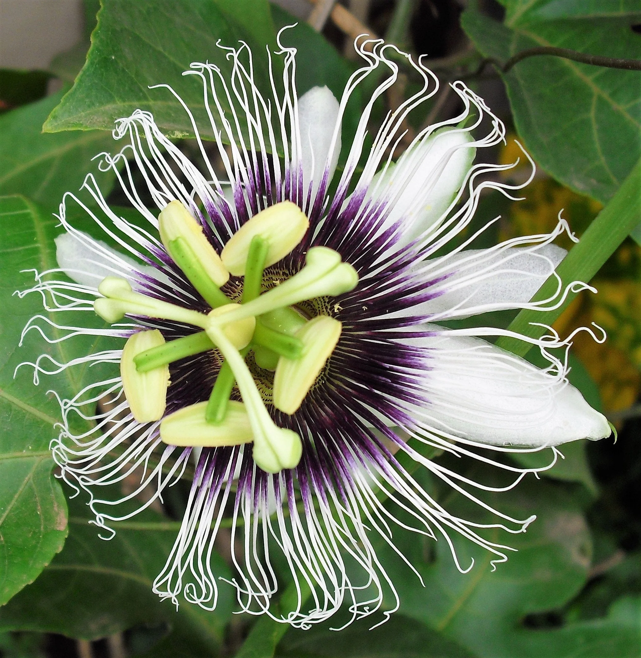 10 YELLOW PASSION FRUIT Vine Passiflora Edulis Flavicarpa Golden Passionfruit Purple & White Flower Seeds - Image 7