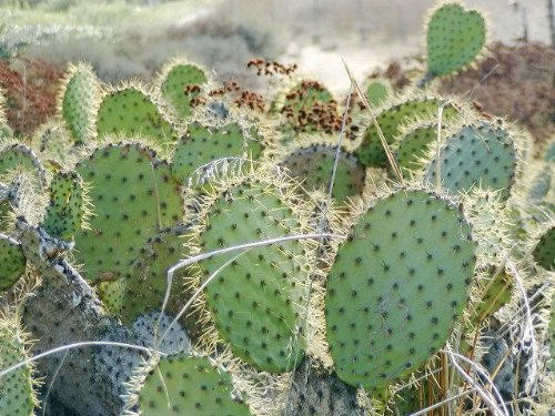 10 Yellow PRICKLY PEAR CACTUS Nopal Opuntia Ficus-Indica Flower Seeds - Image 5