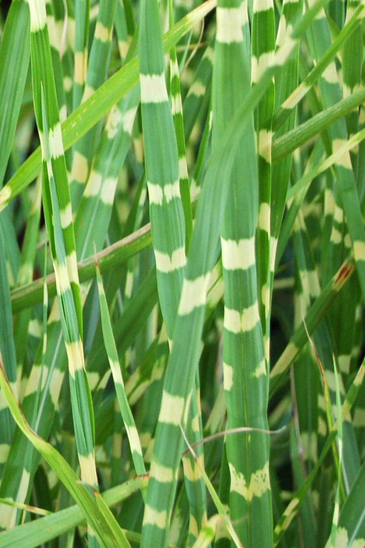 10 ZEBRA GRASS Variegated Maiden Grass Miscanthus Sinensis Zebrinus aka Chinese or Japanese Silver Grass / Plume Grass / Eulalia Seeds - Image 4