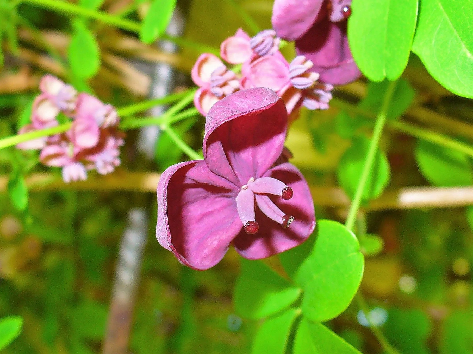 100 - 1000 Bulk CHOCOLATE VINE Edible Fruit Akebia Quinata Fragrant Flower Seeds - Image 7