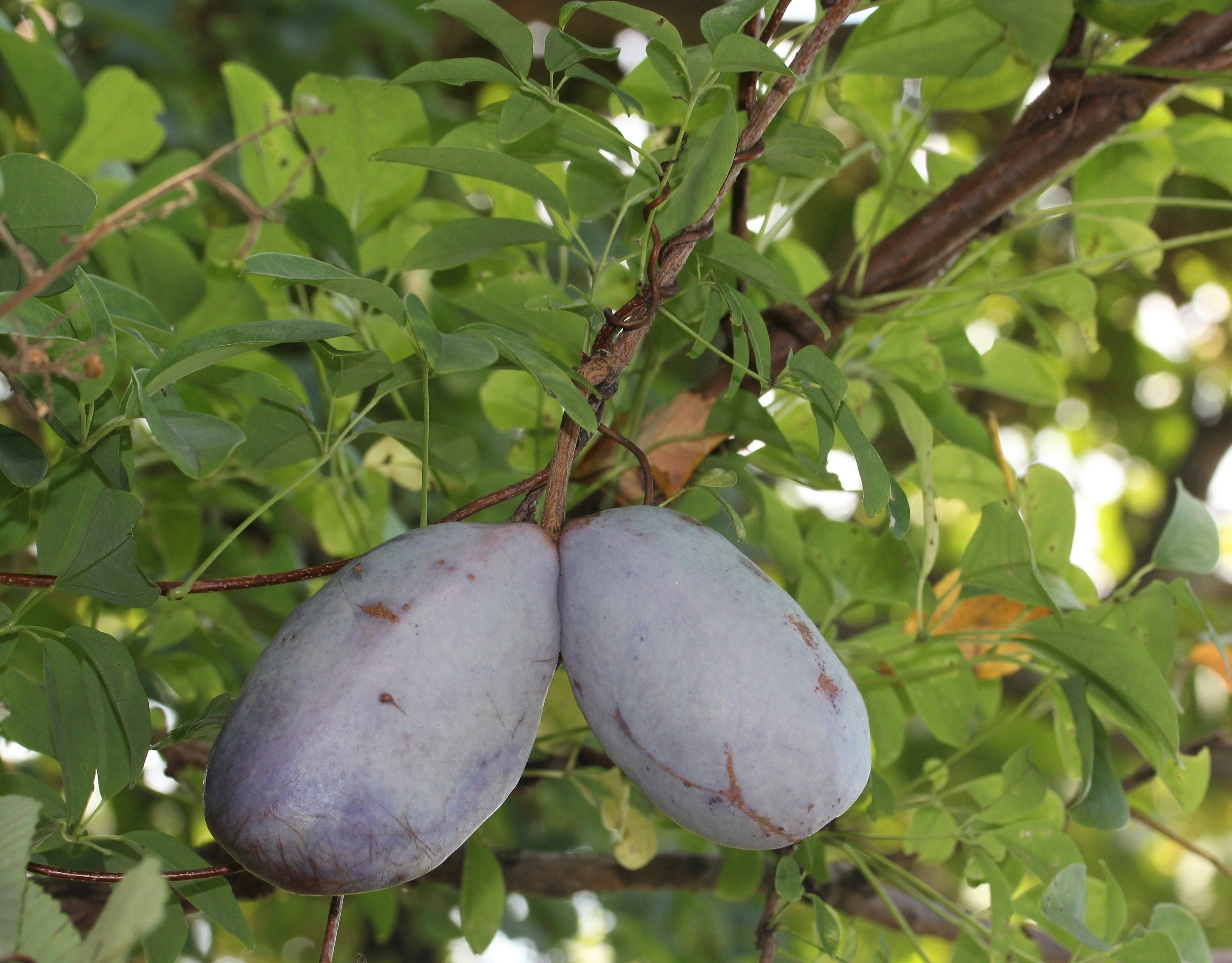 100 - 1000 Bulk CHOCOLATE VINE Edible Fruit Akebia Quinata Fragrant Flower Seeds - Image 8