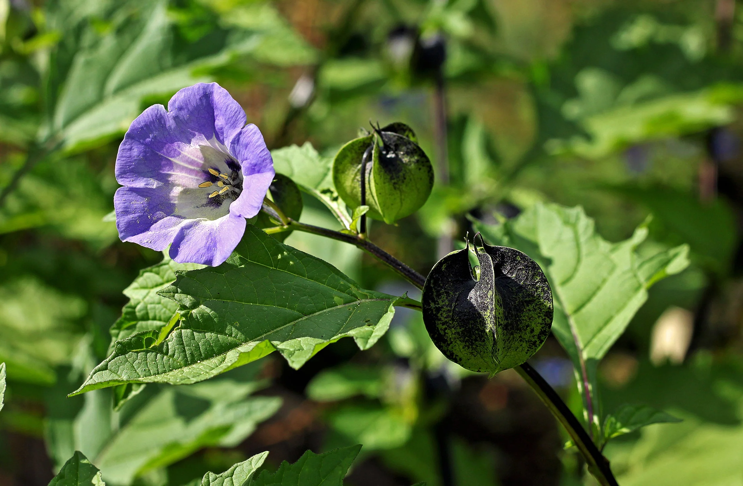 100 APPLE OF PERU Shoofly Plant Nicandra Physalodes Violet Blue Flower Seeds - Image 2