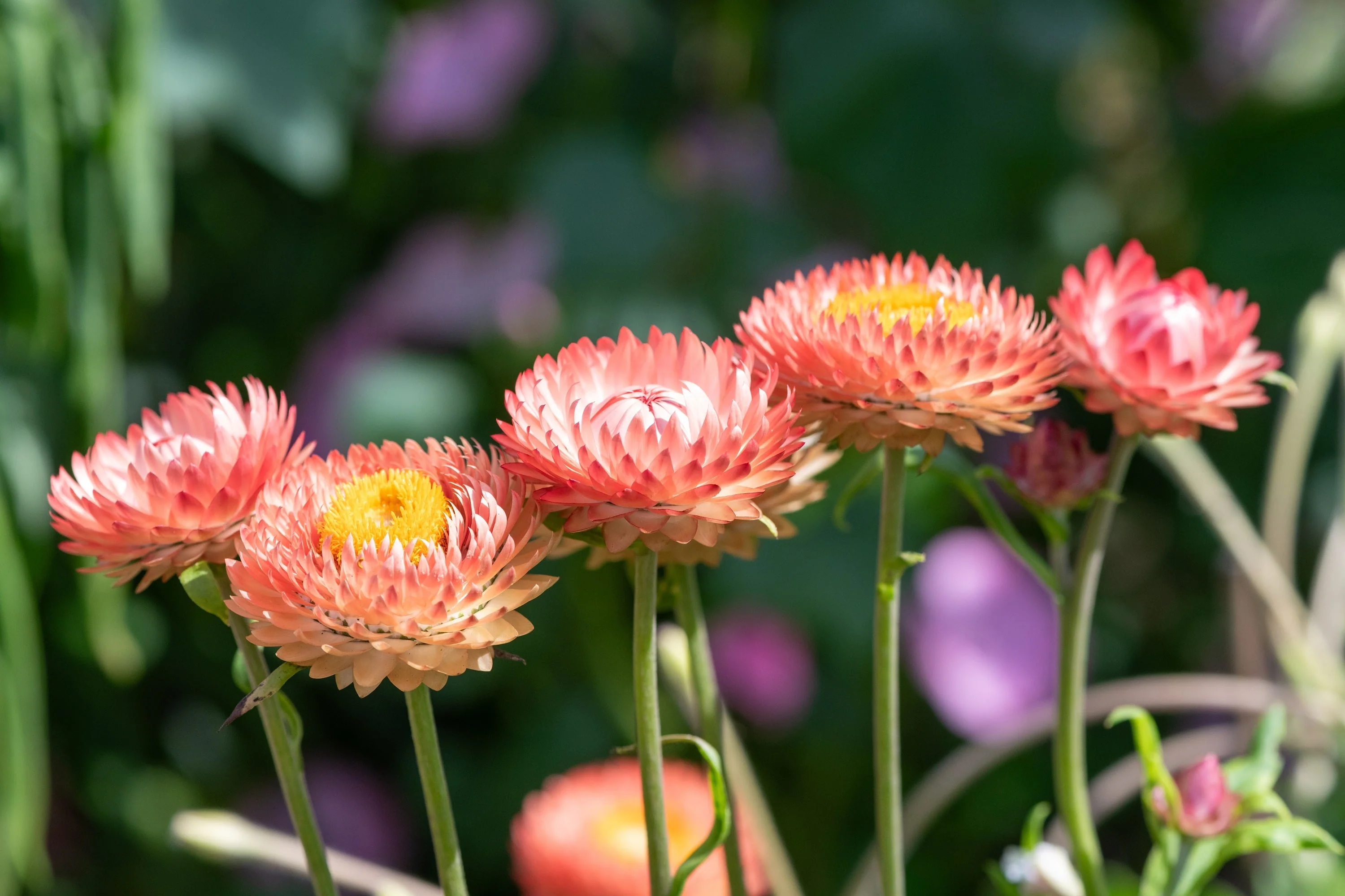 100 APRICOT & PEACH STRAWFLOWER Organic Mix Coral Paper Daisy Helichrysum Bracteatum Flower Seeds - Image 3