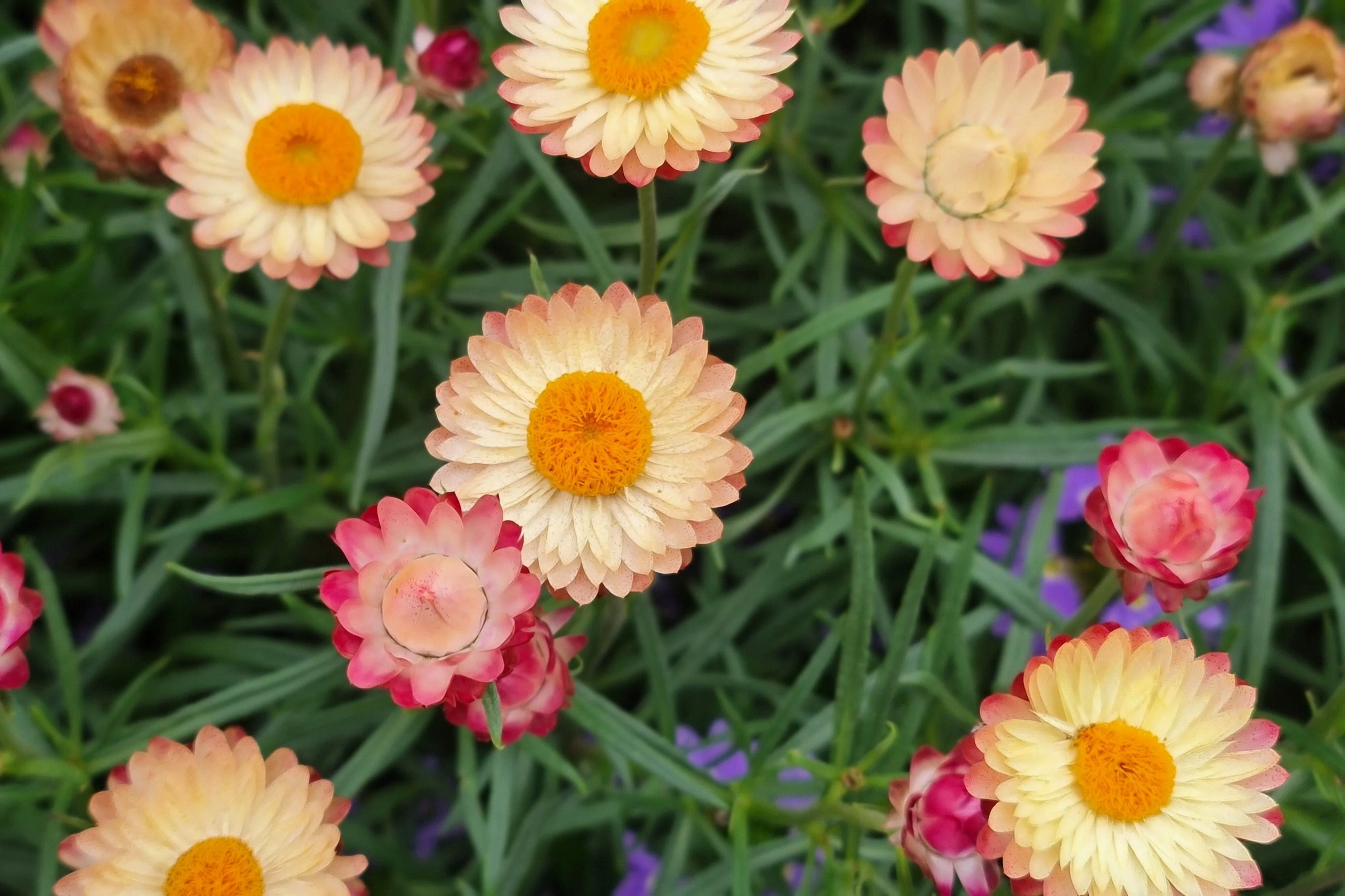 100 APRICOT & PEACH STRAWFLOWER Organic Mix Coral Paper Daisy Helichrysum Bracteatum Flower Seeds - Image 6