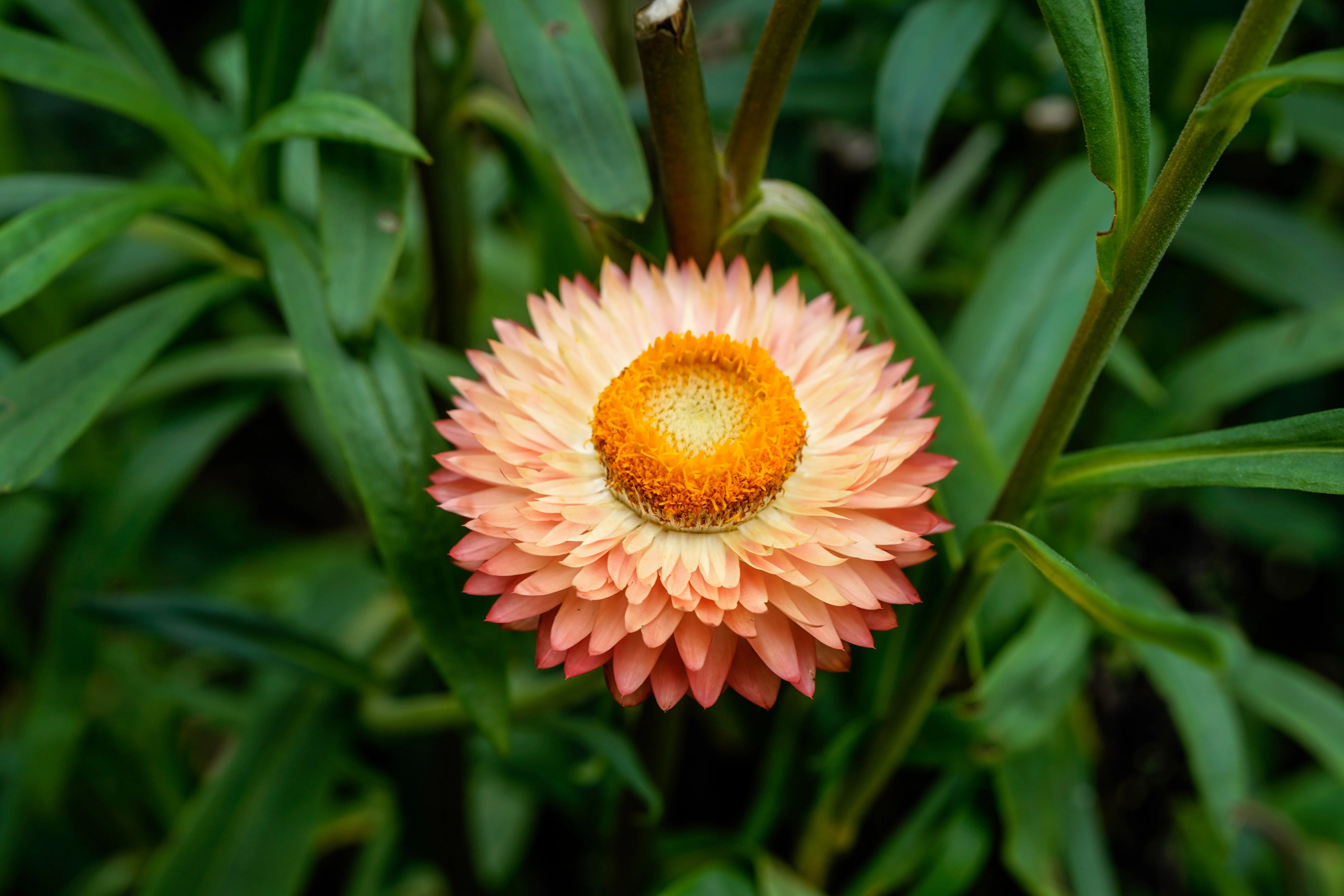 100 APRICOT & PEACH STRAWFLOWER Organic Mix Coral Paper Daisy Helichrysum Bracteatum Flower Seeds - Image 7