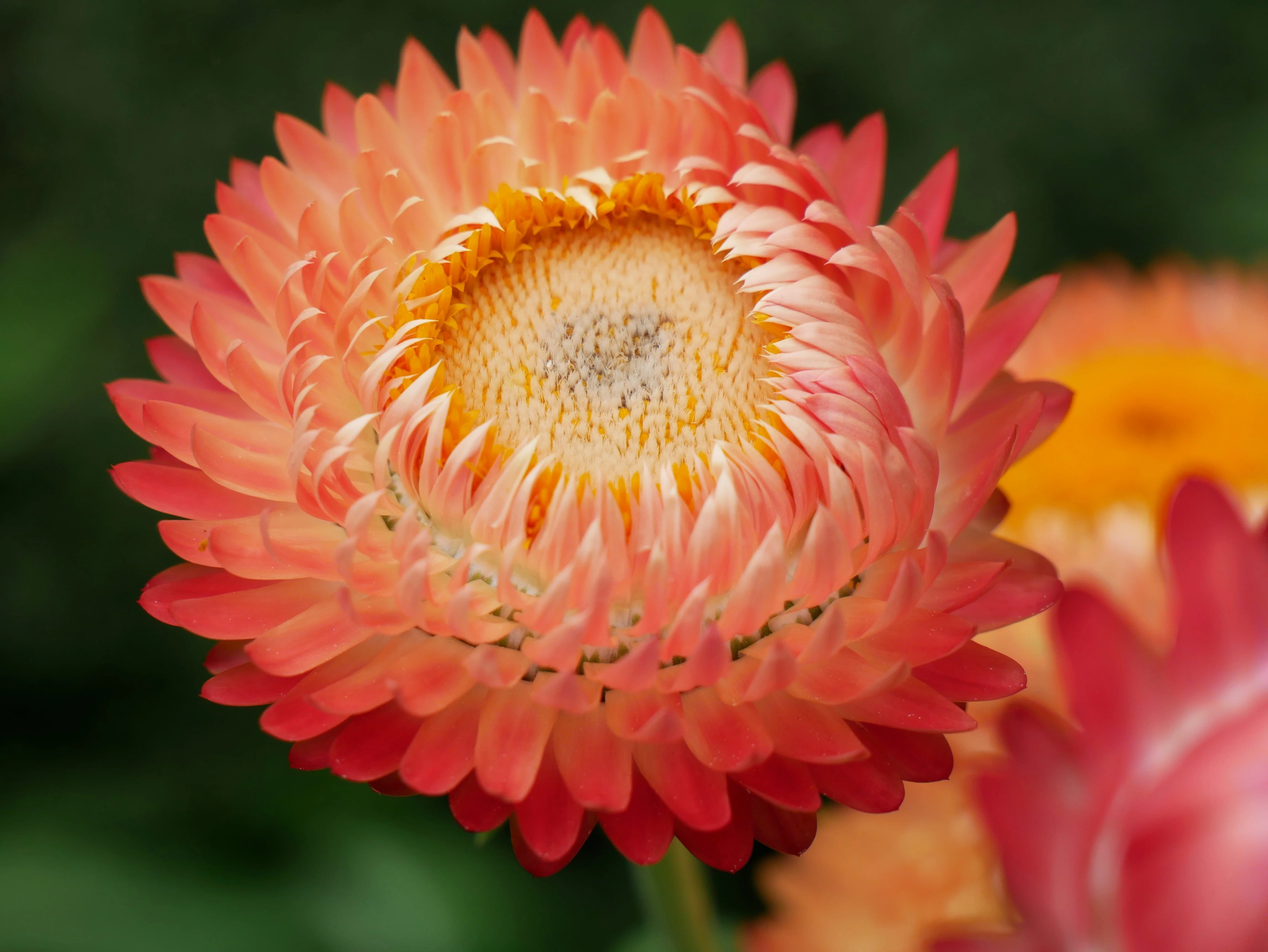 100 APRICOT & PEACH STRAWFLOWER Organic Mix Coral Paper Daisy Helichrysum Bracteatum Flower Seeds - Image 9