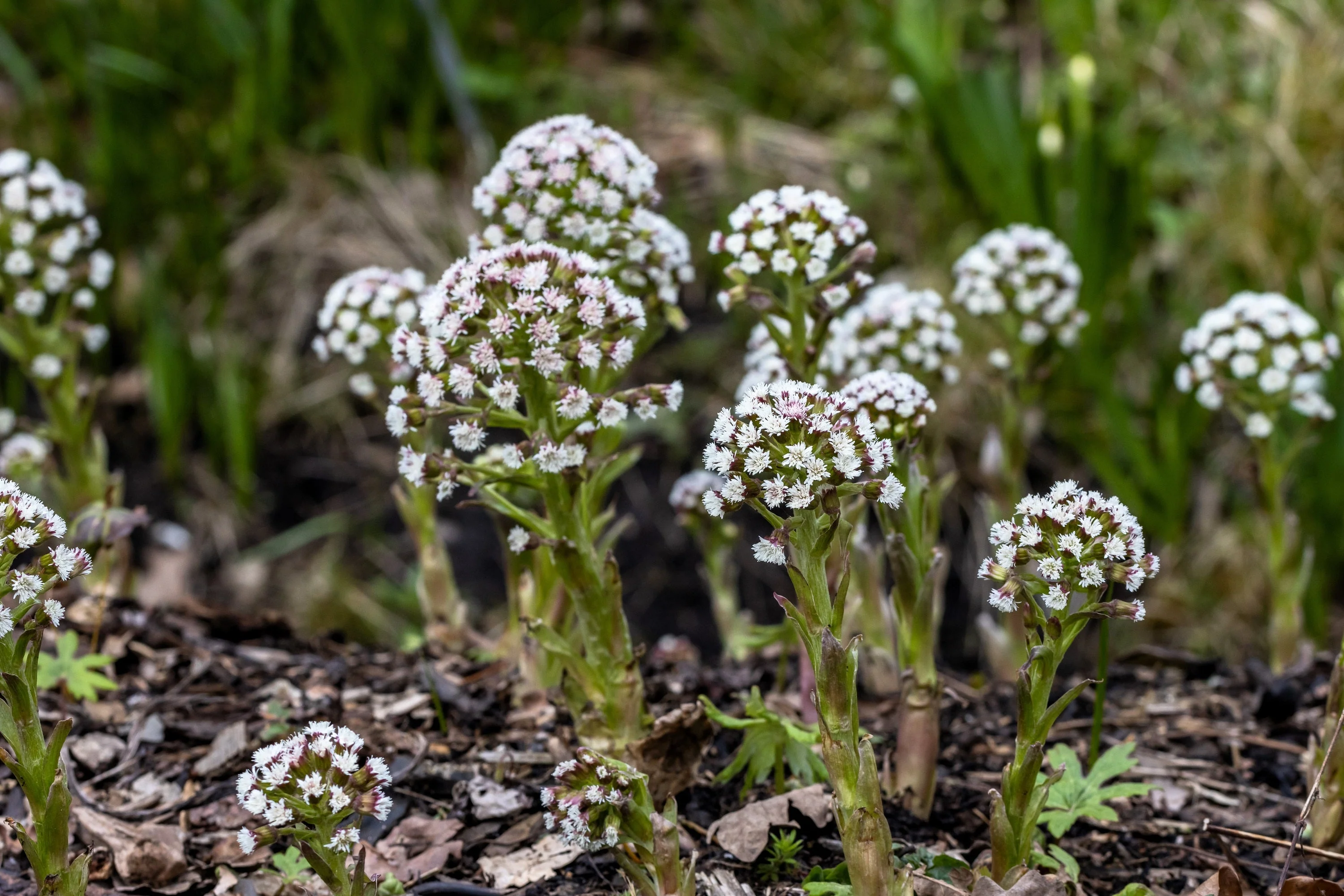 100 ARCTIC SWEET COLTSFOOT Petasites Frigidus Sun Shade Moist White Pink Flower Herb Seeds - Image 10