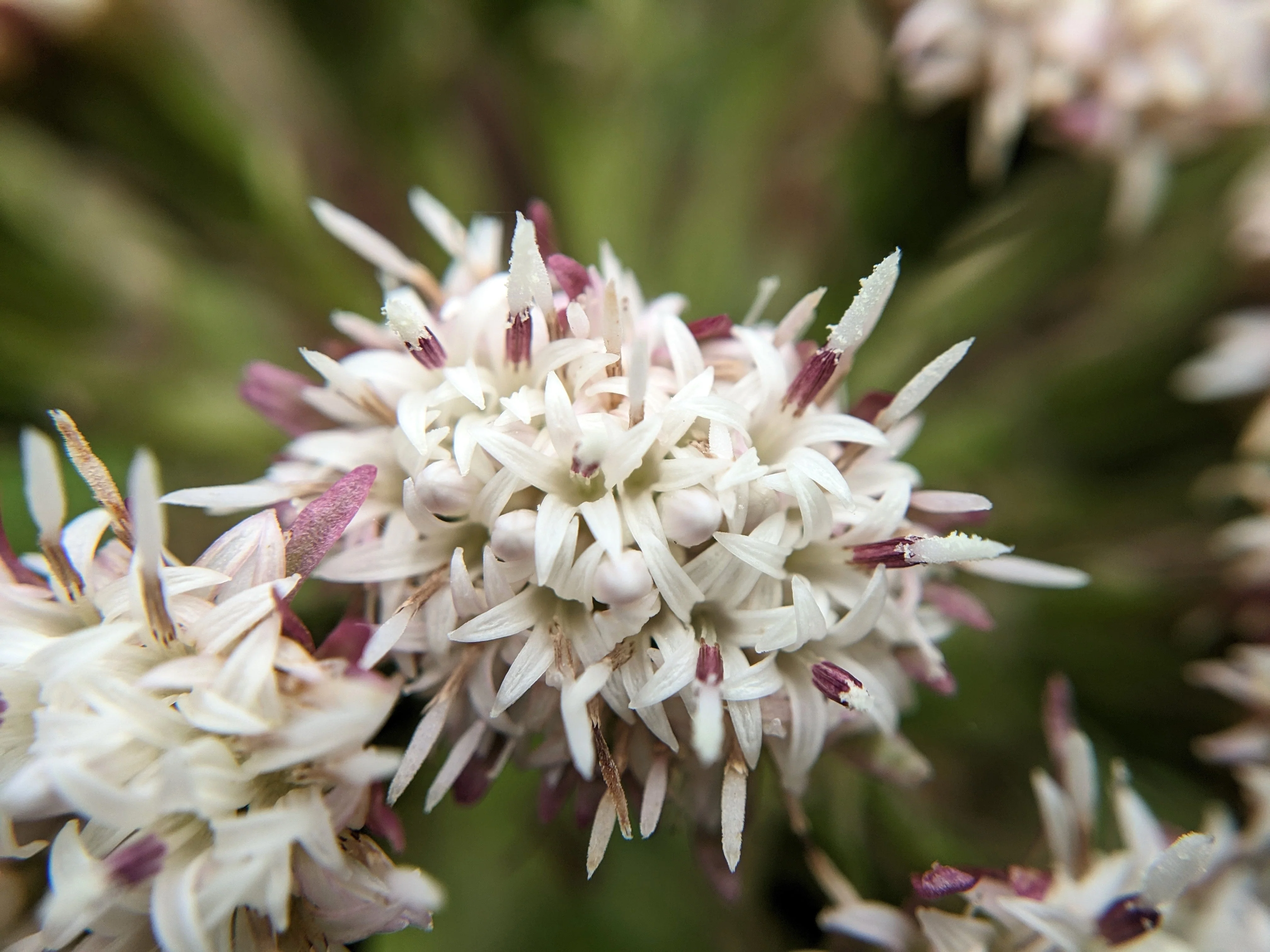 100 ARCTIC SWEET COLTSFOOT Petasites Frigidus Sun Shade Moist White Pink Flower Herb Seeds - Image 7
