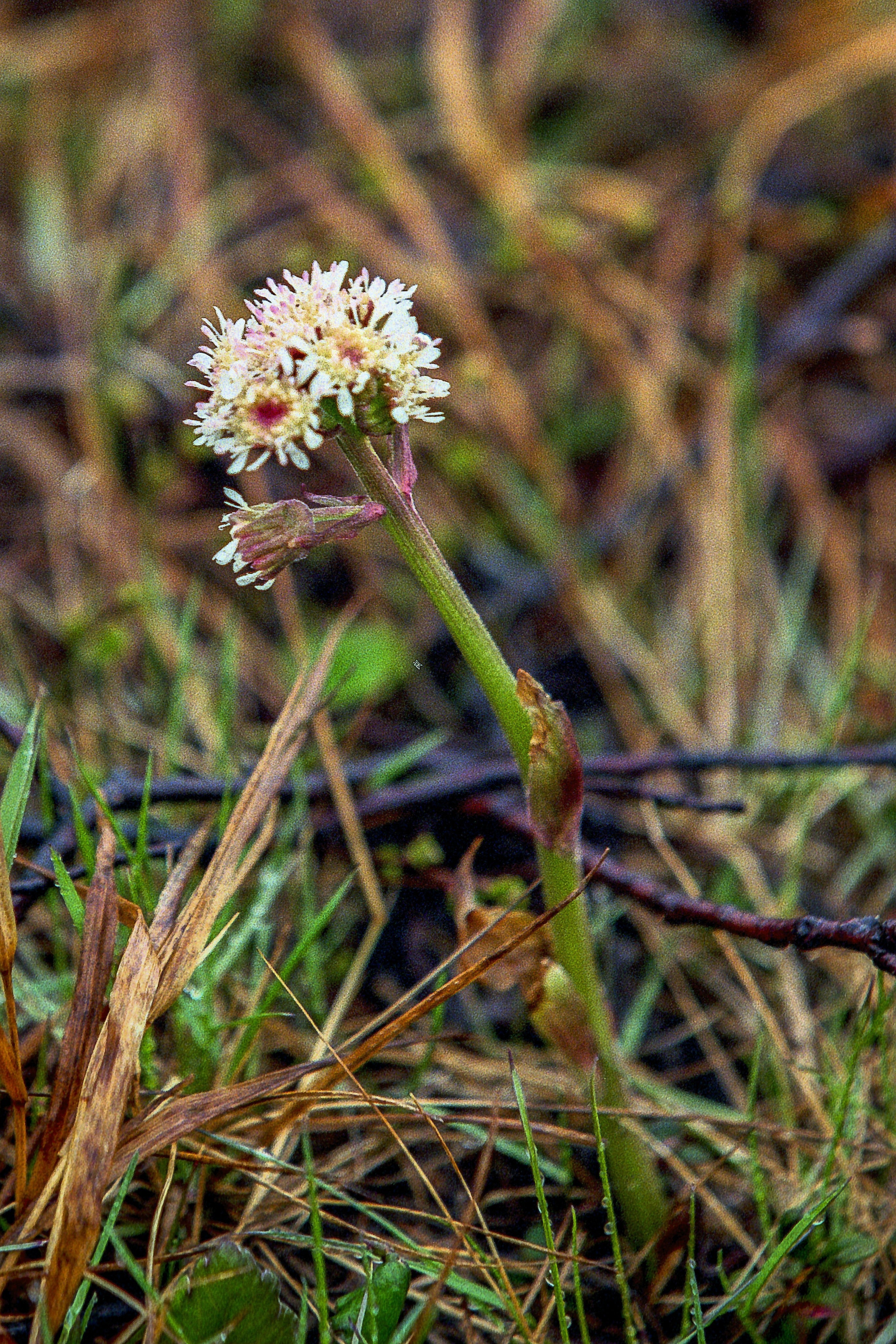 100 ARCTIC SWEET COLTSFOOT Petasites Frigidus Sun Shade Moist White Pink Flower Herb Seeds - Image 9