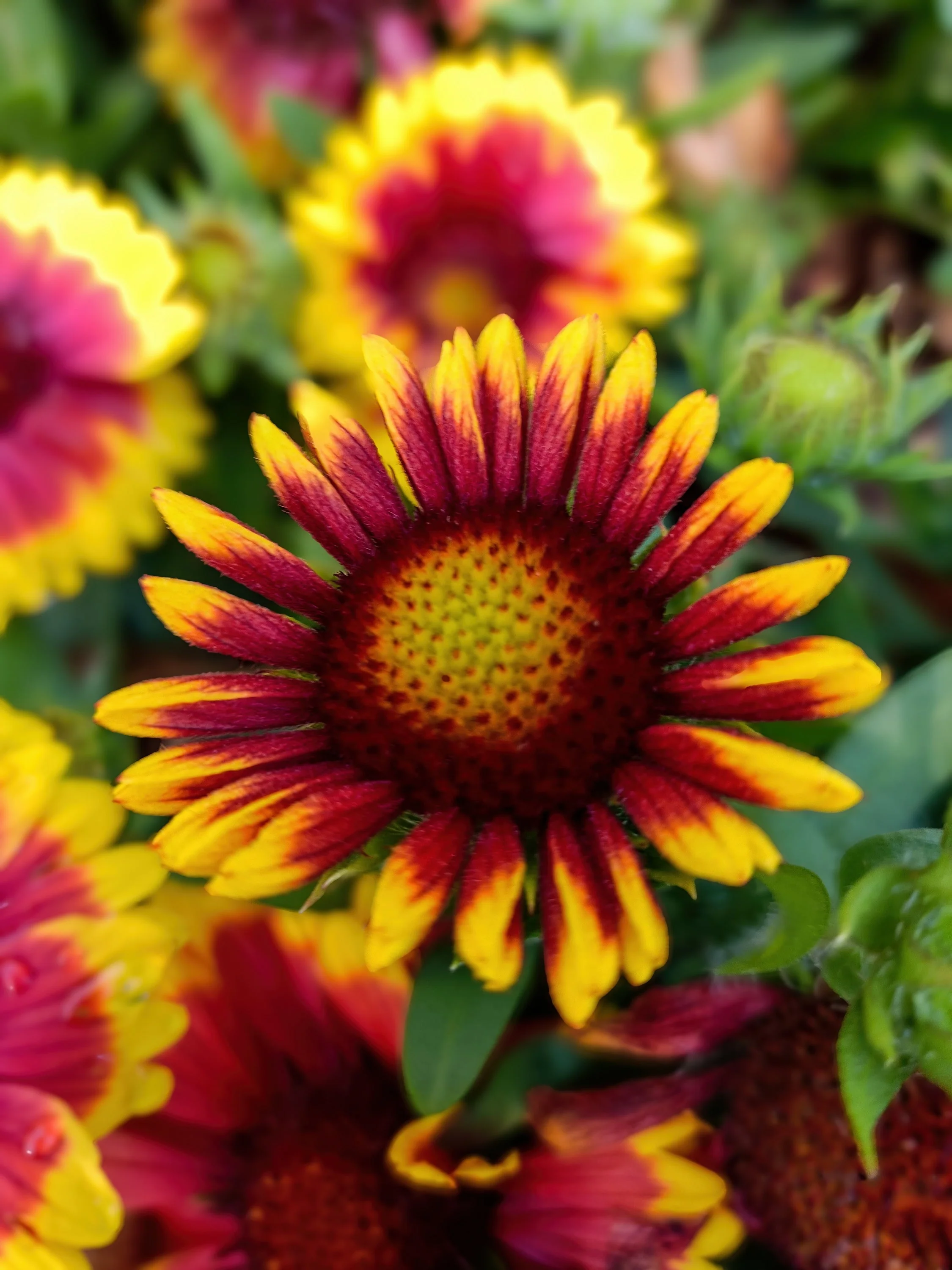 100 ARIZONA SUN GAILLARDIA Pulchella Indian Blanket Flower Seeds - Image 11