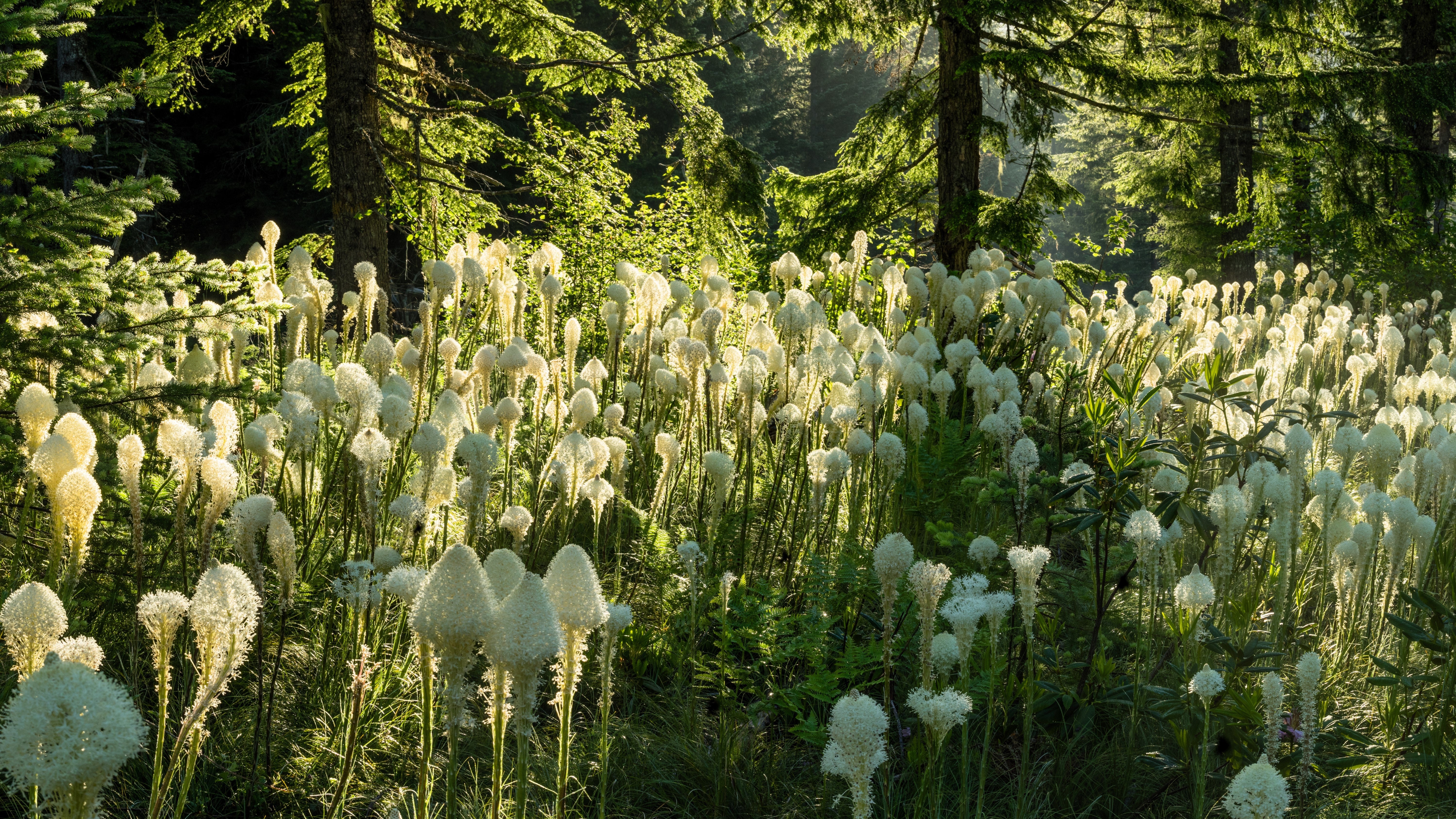 100 BEAR GRASS aka Bear LILY Beargrass Ornamental Xerophyllum Tenax Flower Seeds - Image 11