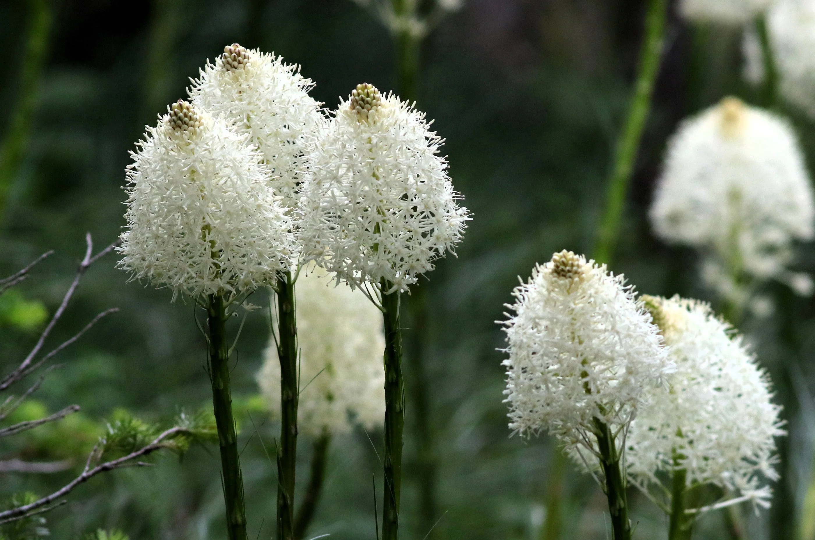 100 BEAR GRASS aka Bear LILY Beargrass Ornamental Xerophyllum Tenax Flower Seeds - Image 3