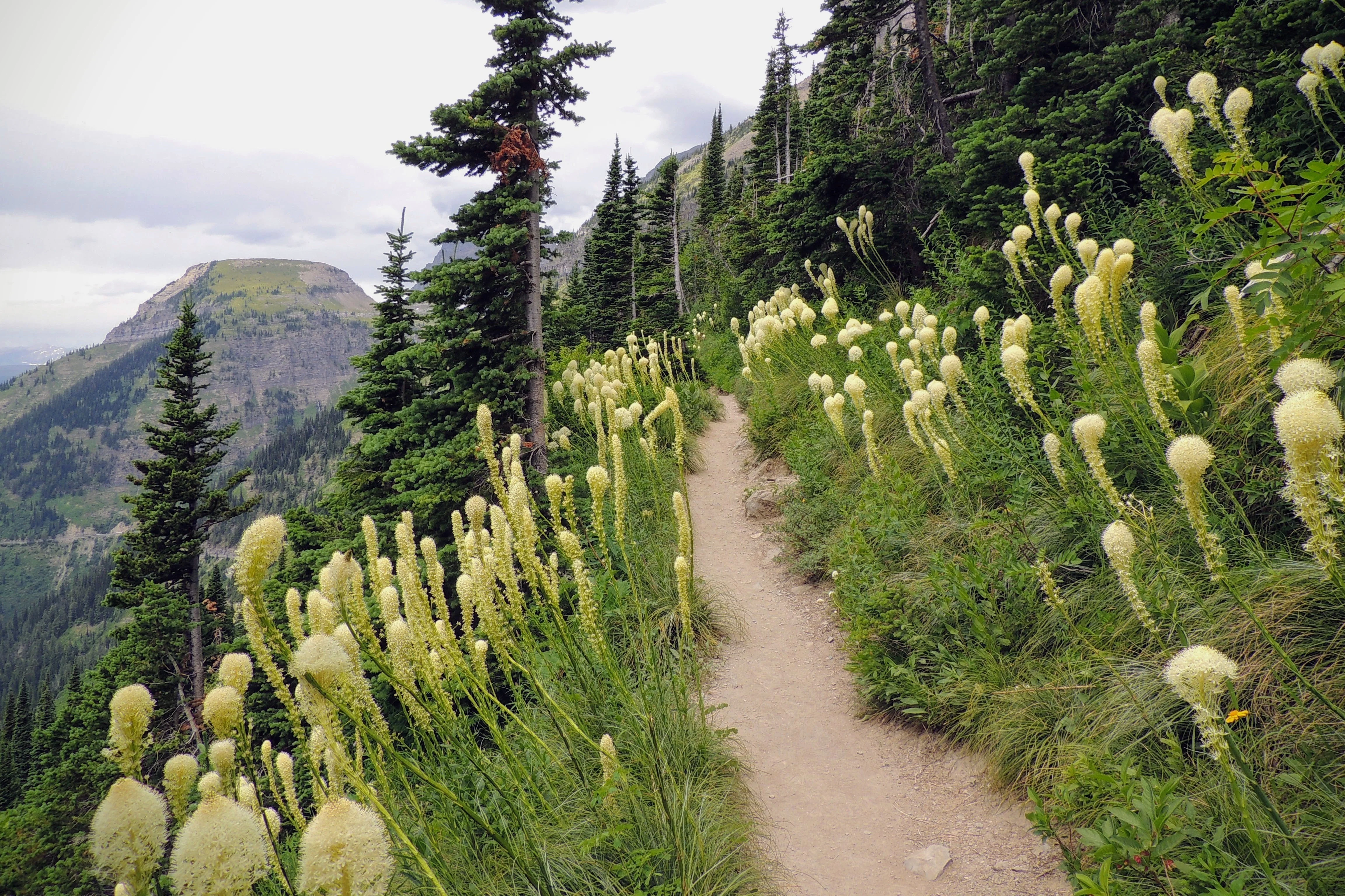 100 BEAR GRASS aka Bear LILY Beargrass Ornamental Xerophyllum Tenax Flower Seeds - Image 8
