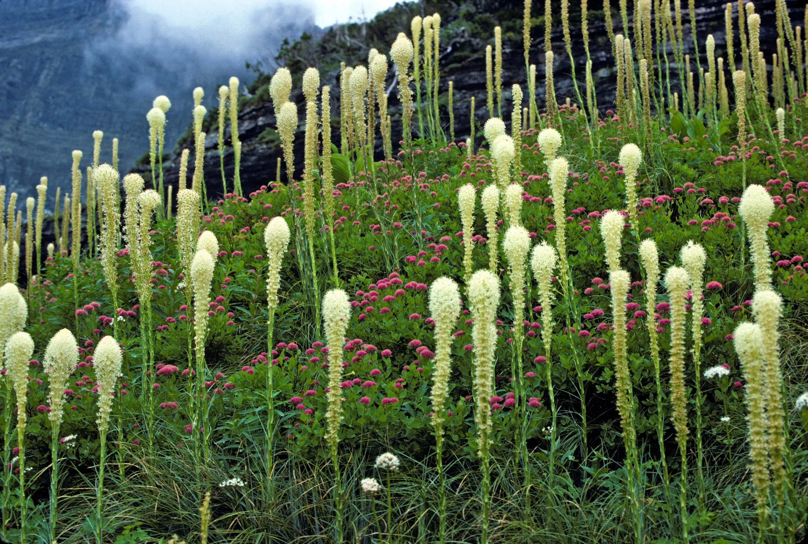 100 BEAR GRASS aka Bear LILY Beargrass Ornamental Xerophyllum Tenax Flower Seeds - Image 9