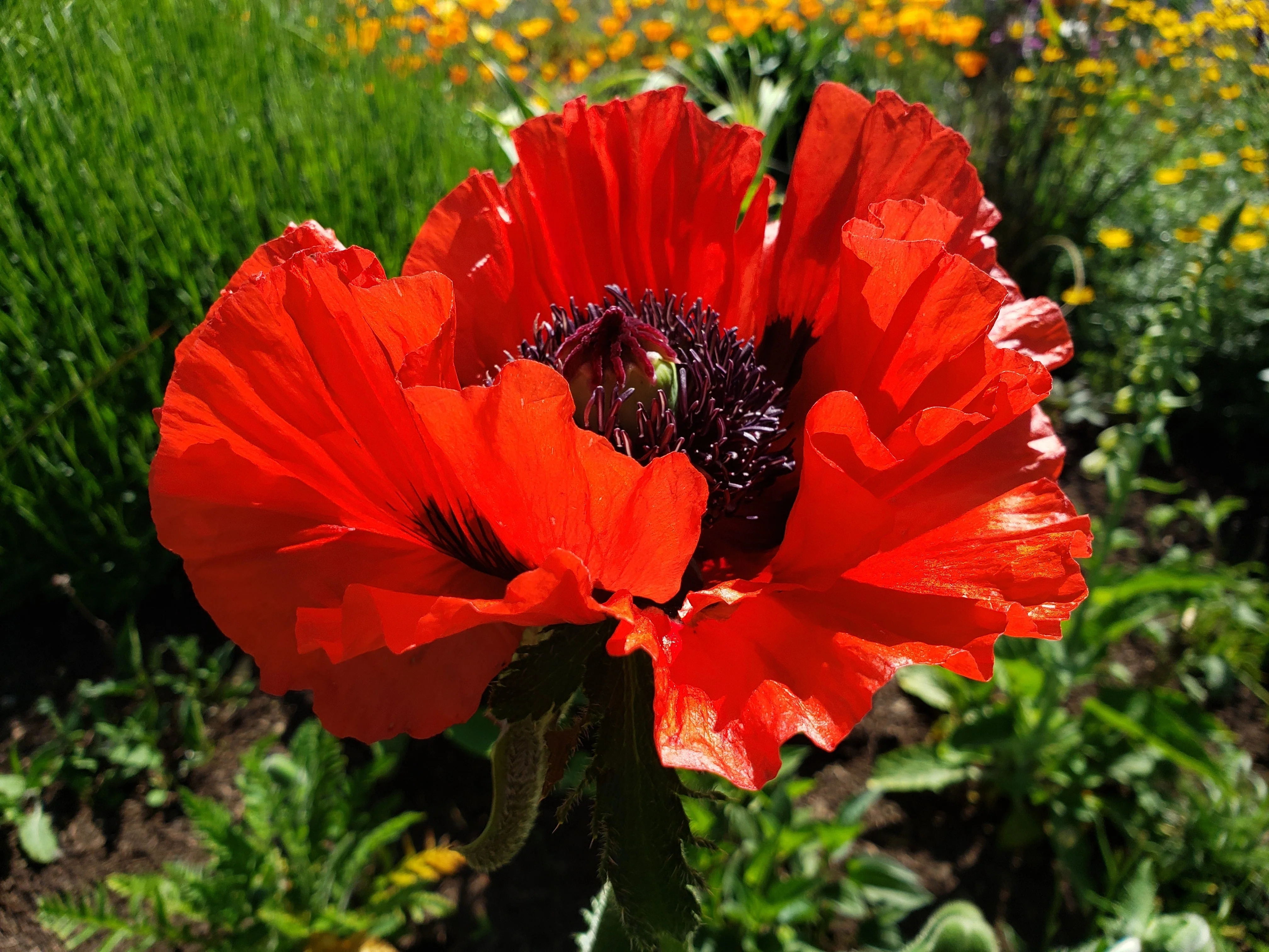 100 BEAUTY Of Livermere ORIENTAL POPPY Papaver Orientale Flower Seeds - Image 8