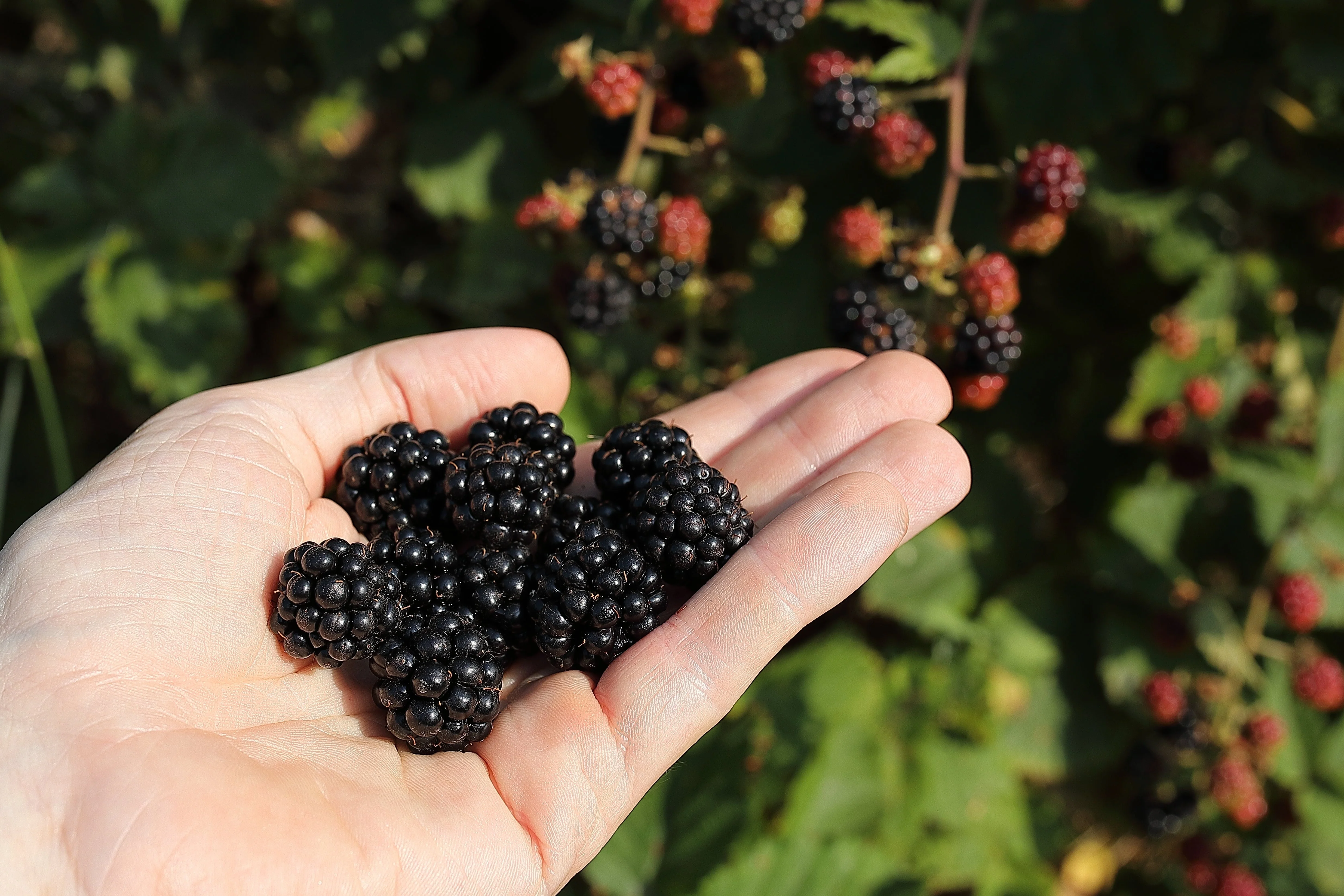 100 BLACKBERRY Fruit Bush Rubus Allegheniensis Seeds - Image 9