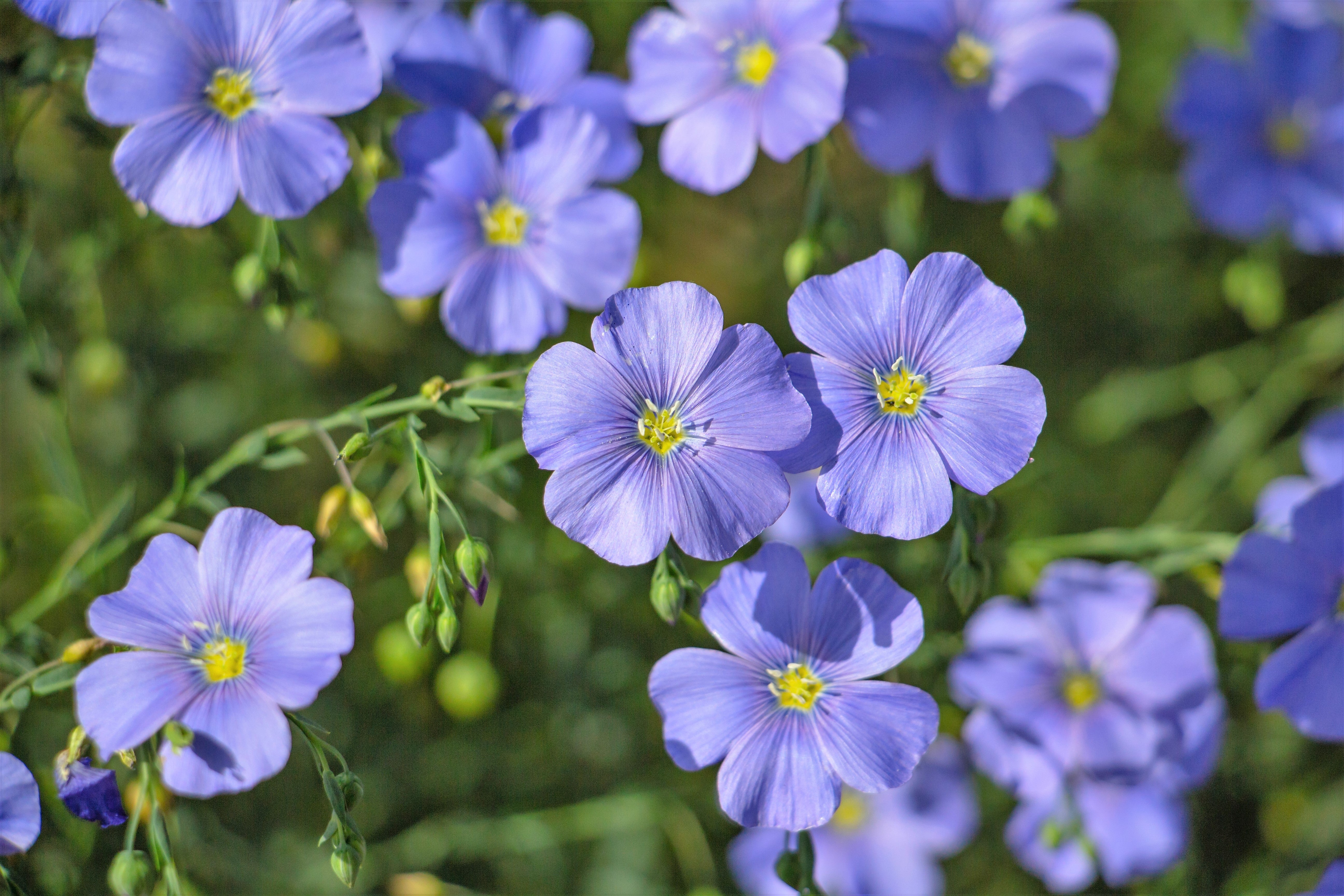 100 BLUE FLAX (Prairie Flax / Lewis Blue Flax) Linum Perenne Lewisii Flower Seeds - Image 2