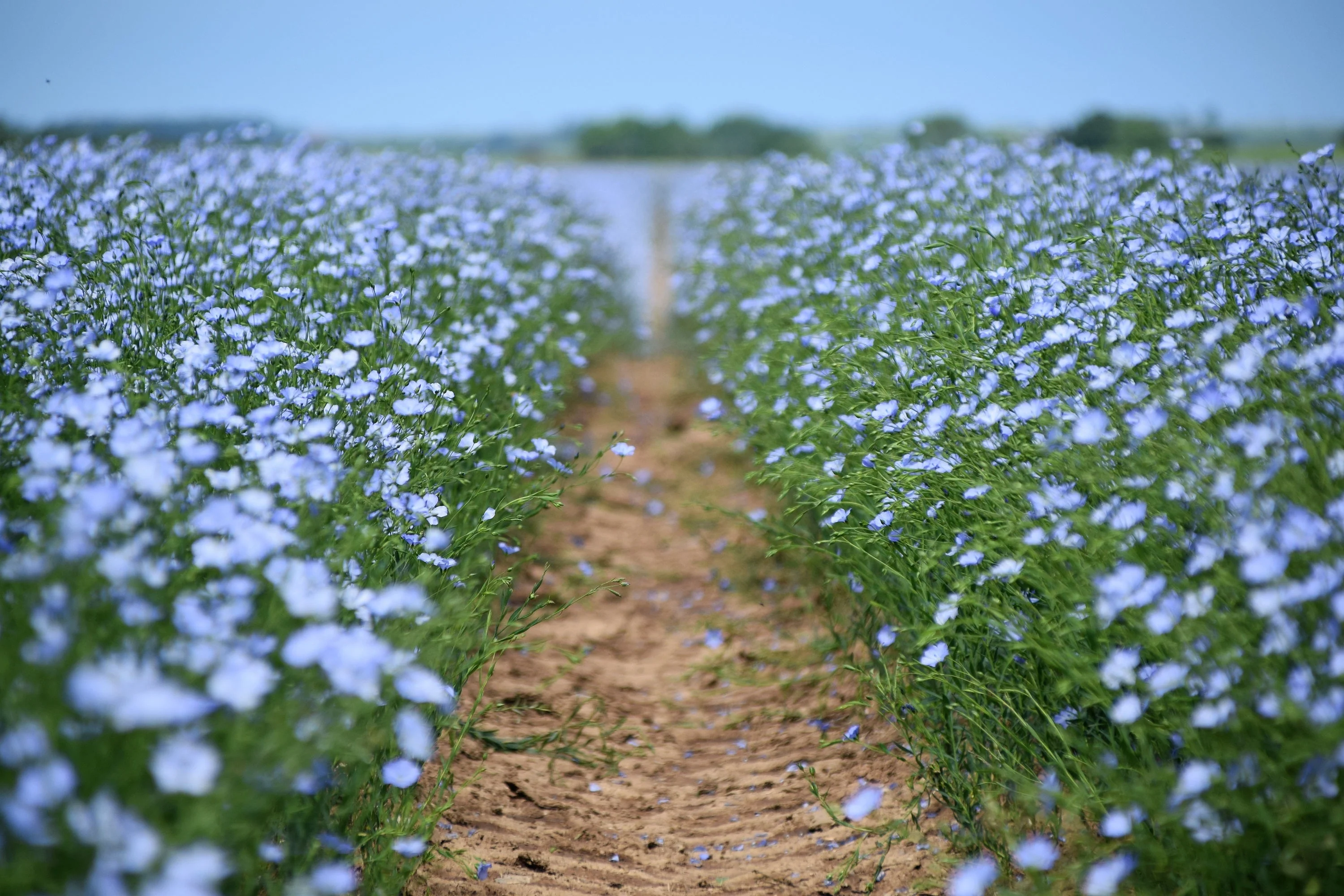 100 BLUE FLAX (Prairie Flax / Lewis Blue Flax) Linum Perenne Lewisii Flower Seeds - Image 4