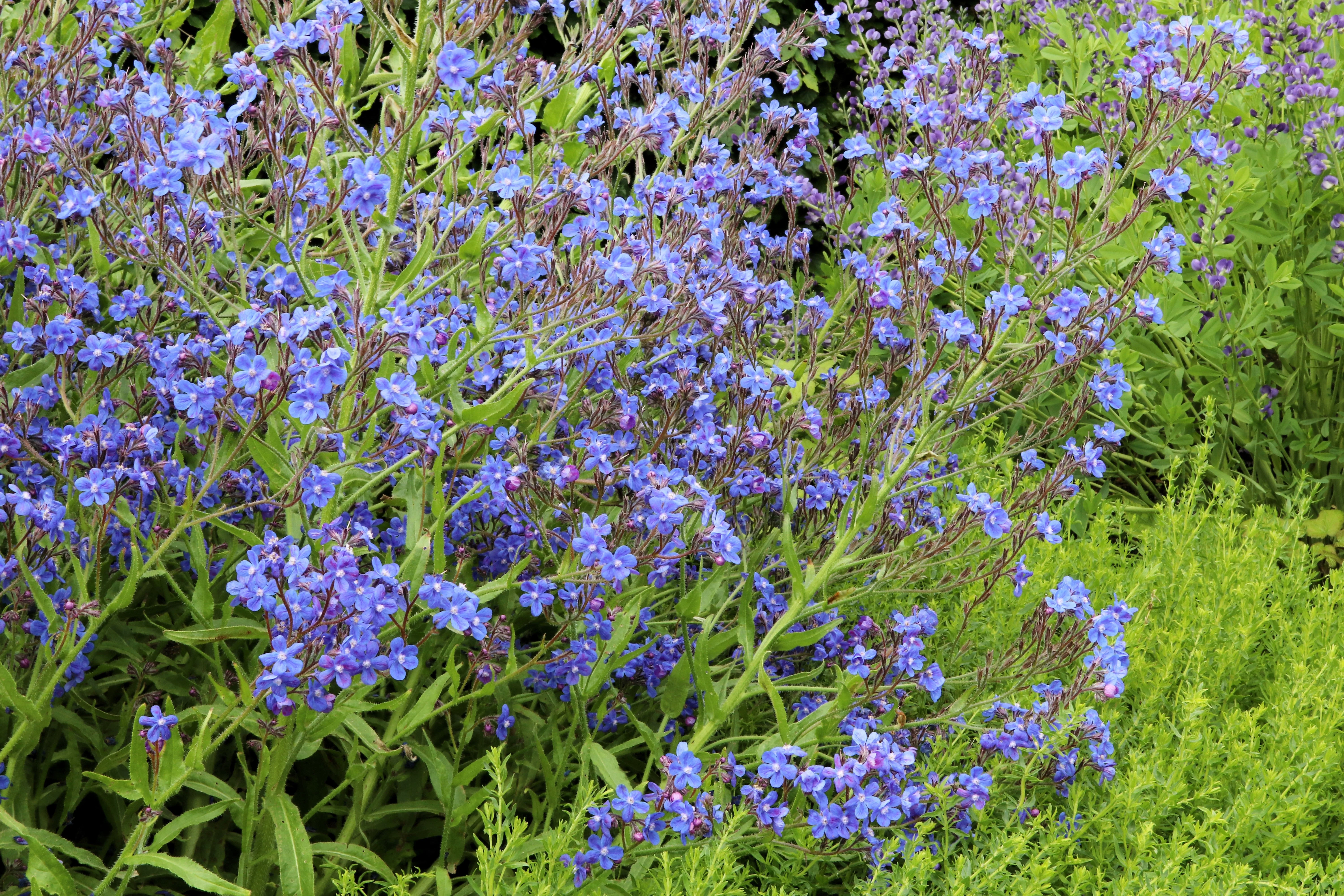 100 BLUE ITALIAN ALKANET Anchusa Capensis Flower Seeds - Image 7
