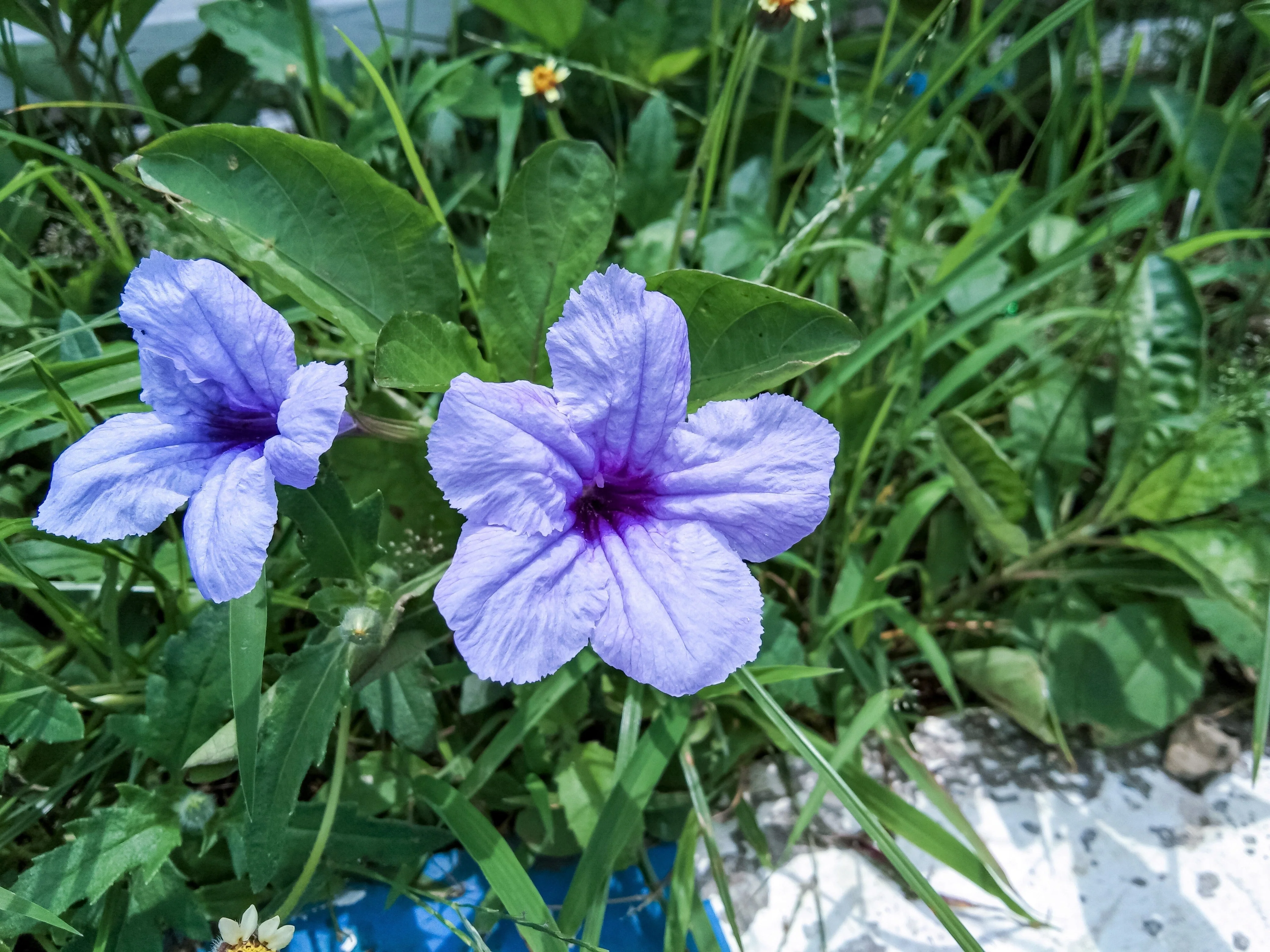 100 Blue Purple FRINGELEAF PETUNIA Wild Ruellia Humilis Perennial Native Flower Seeds - Image 5