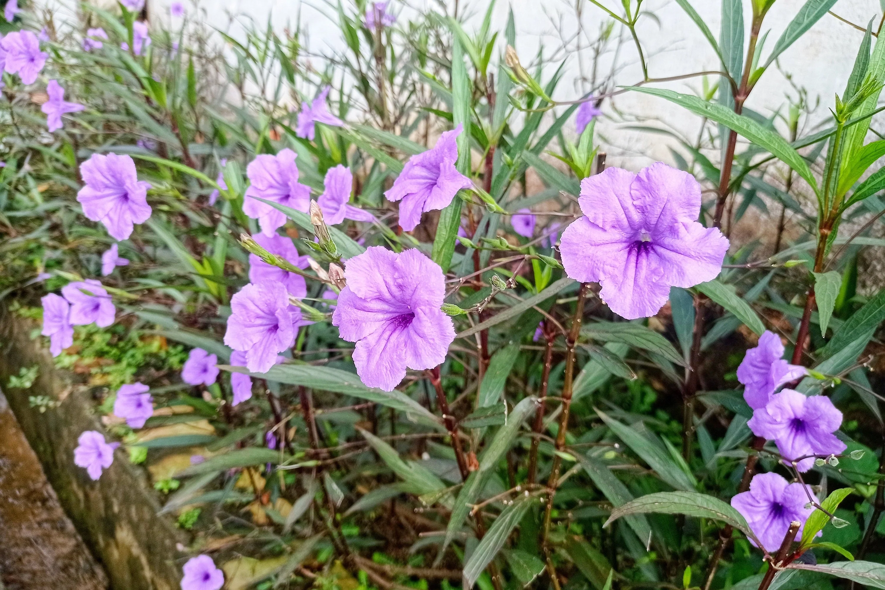 100 Blue Purple FRINGELEAF PETUNIA Wild Ruellia Humilis Perennial Native Flower Seeds - Image 7