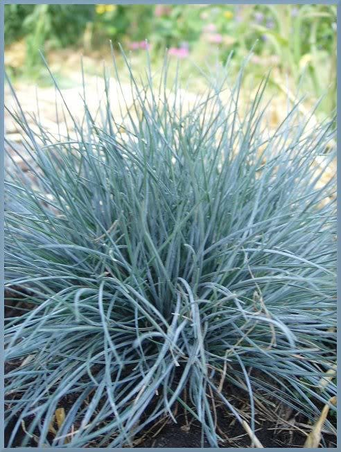 100 BLUE Sheeps FESCUE GRASS Festuca Ovina Glauca Cinerea Seeds - Image 5