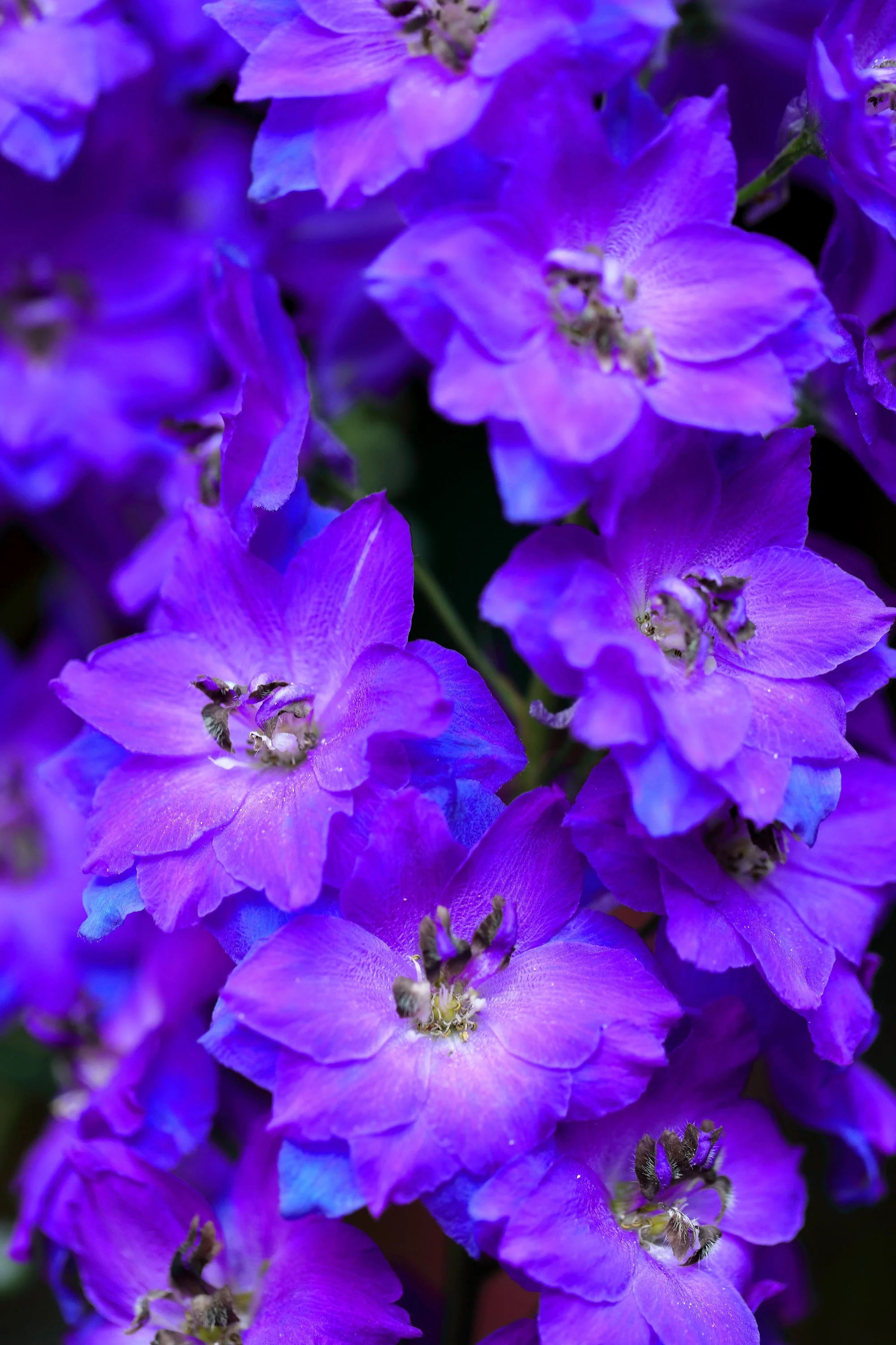 100 BLUE SPIRE LARKSPUR Delphinium Consolida Ambigua Ajacis Flower Seeds - Image 6