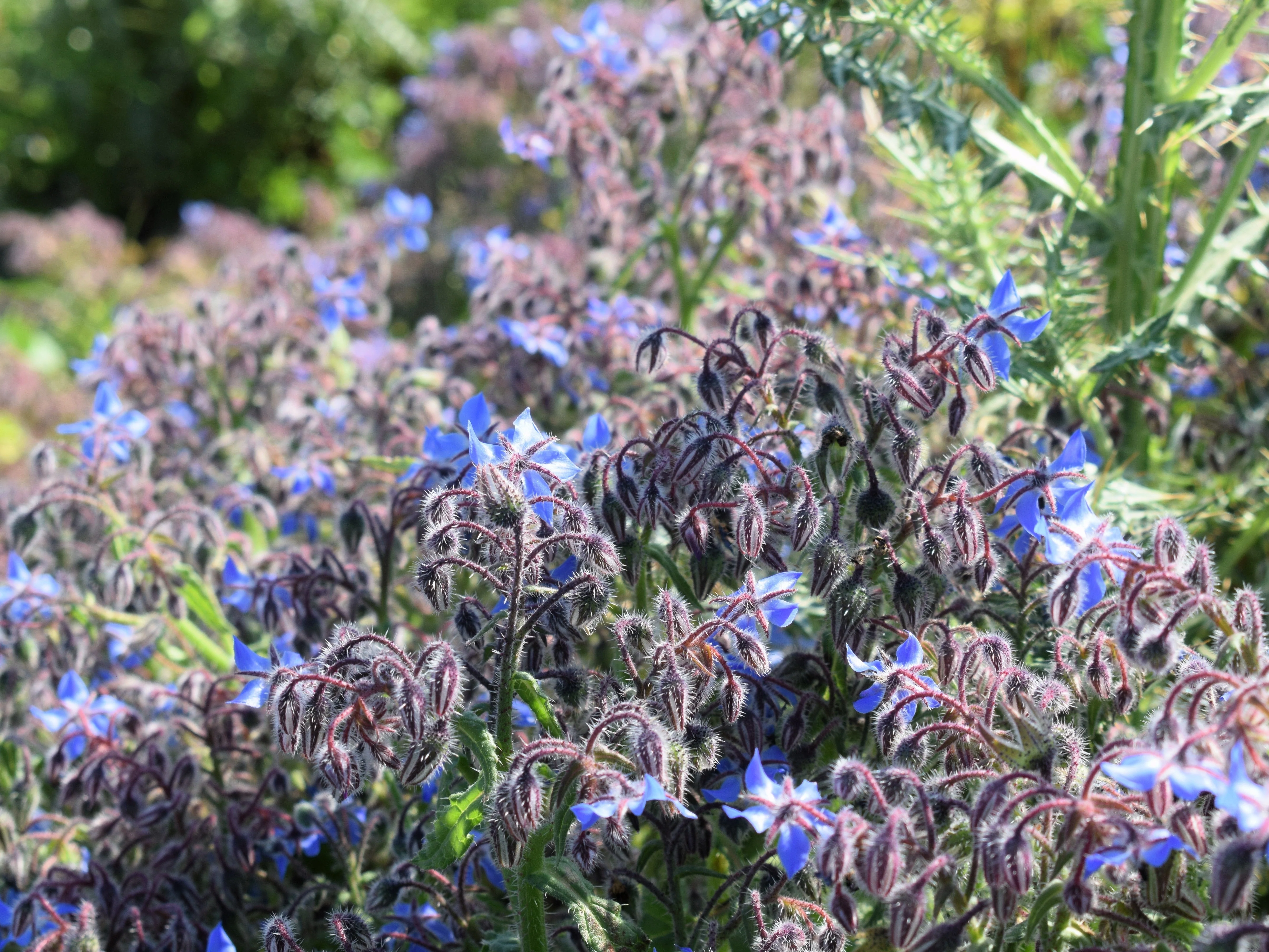 100 Blue Star BORAGE HERB Borago Officinalis Flower Seeds - Image 14