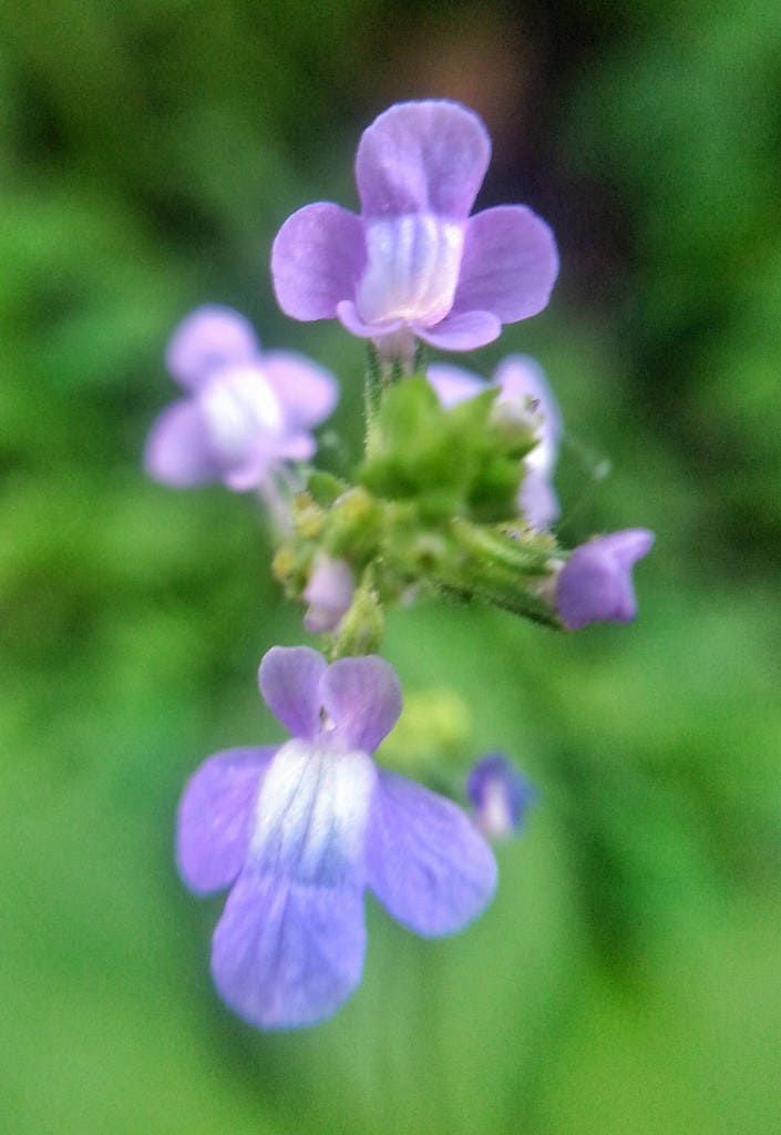 100 BLUE TOADFLAX Linaria Canadensis Antirrhinum Canadian Flower Seeds - Image 3