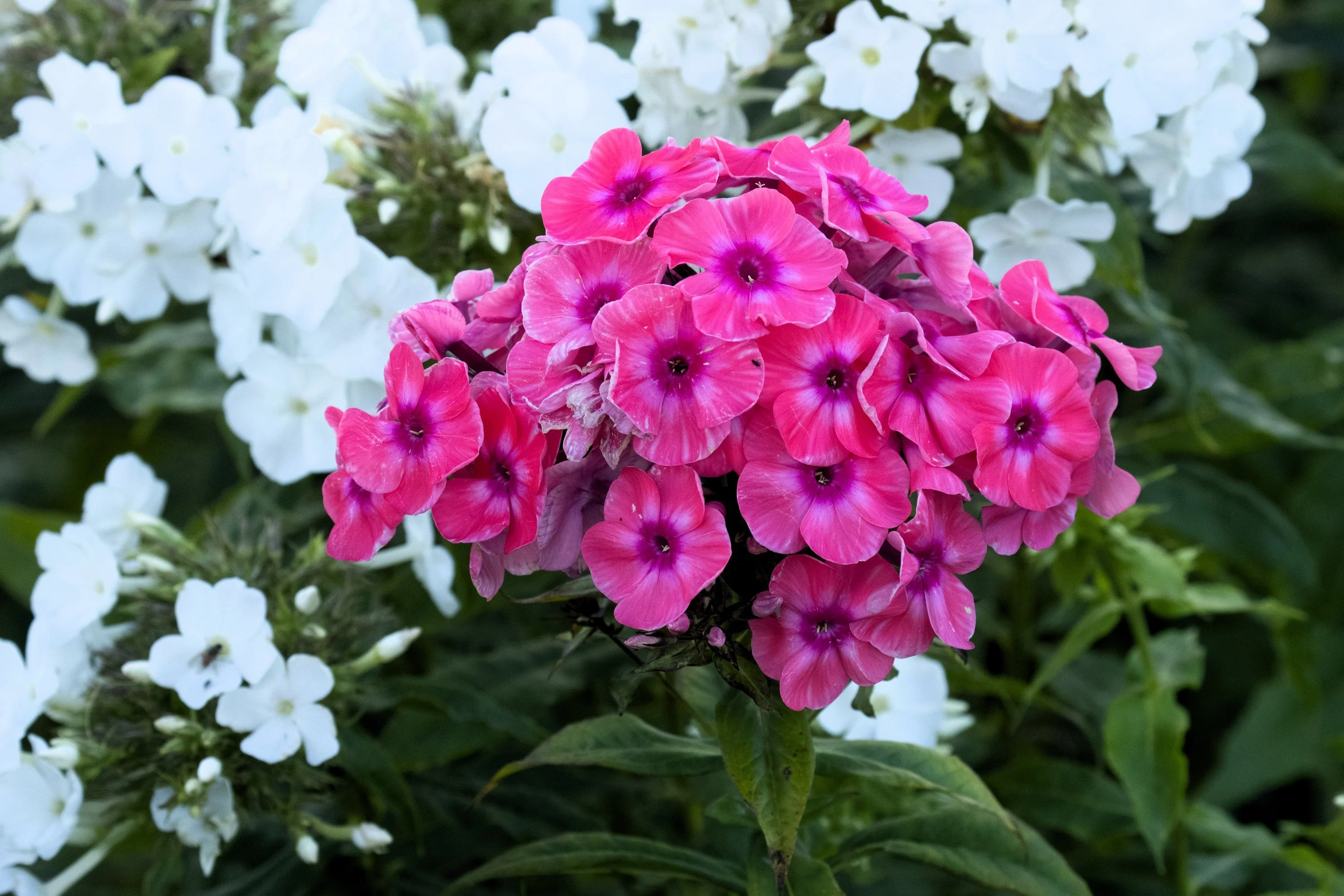 100 BRILLIANT PHLOX Drummondii Two Tone Pink Flower Seeds - Image 7