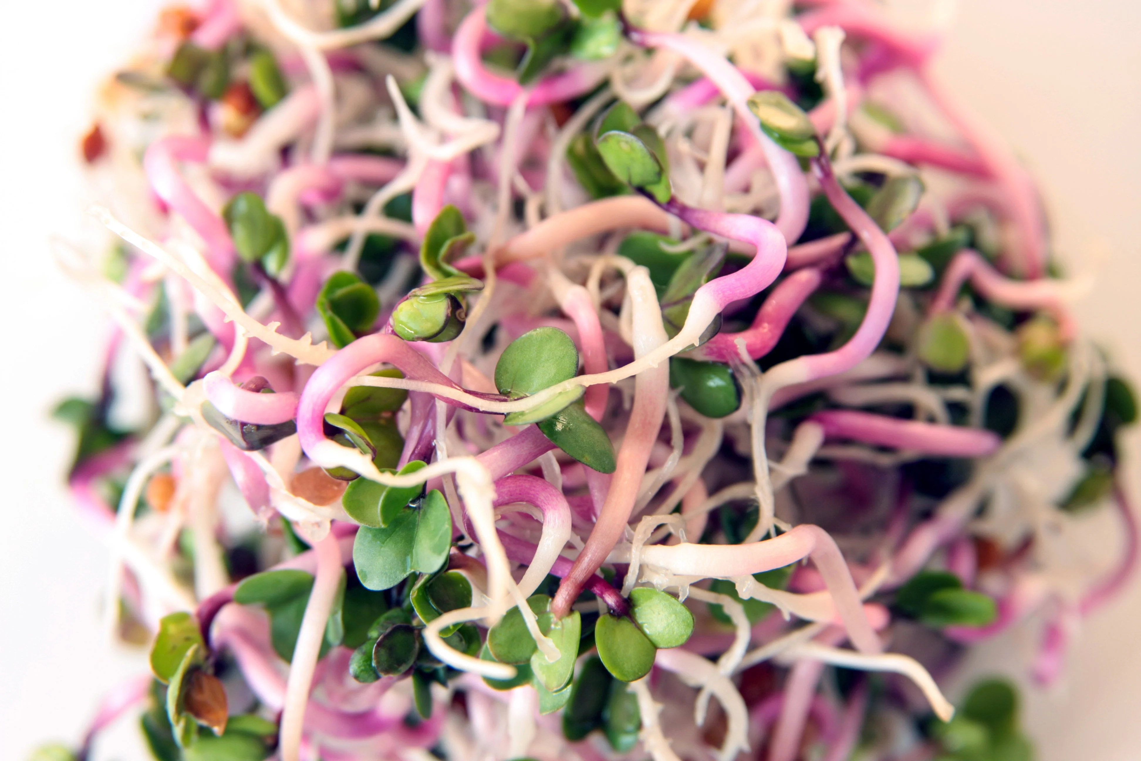 100 CHINA ROSE RADISH (Chinese Winter Radish) Raphanus Sativus Vegetable Seeds - Image 6