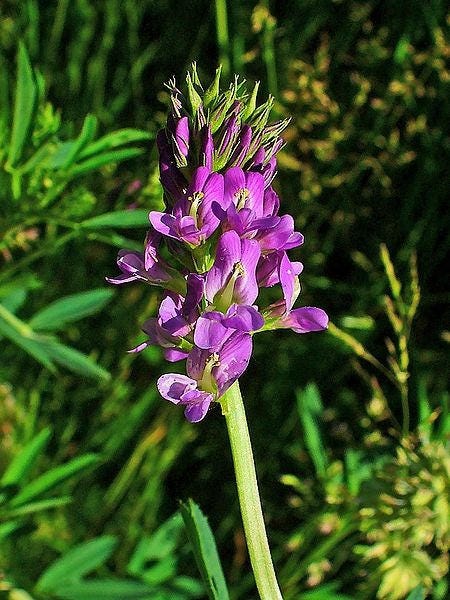 100 CIMARRON ALFALFA Medicago Sativa Ground Cover Forage Purple Flower Seeds - Image 3