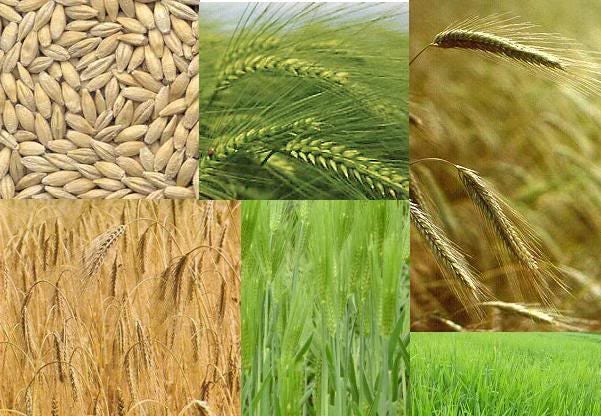 100 Common BARLEY Hordeum Vulgare Grain Grass Cover Crop Beer Seeds - Image 4
