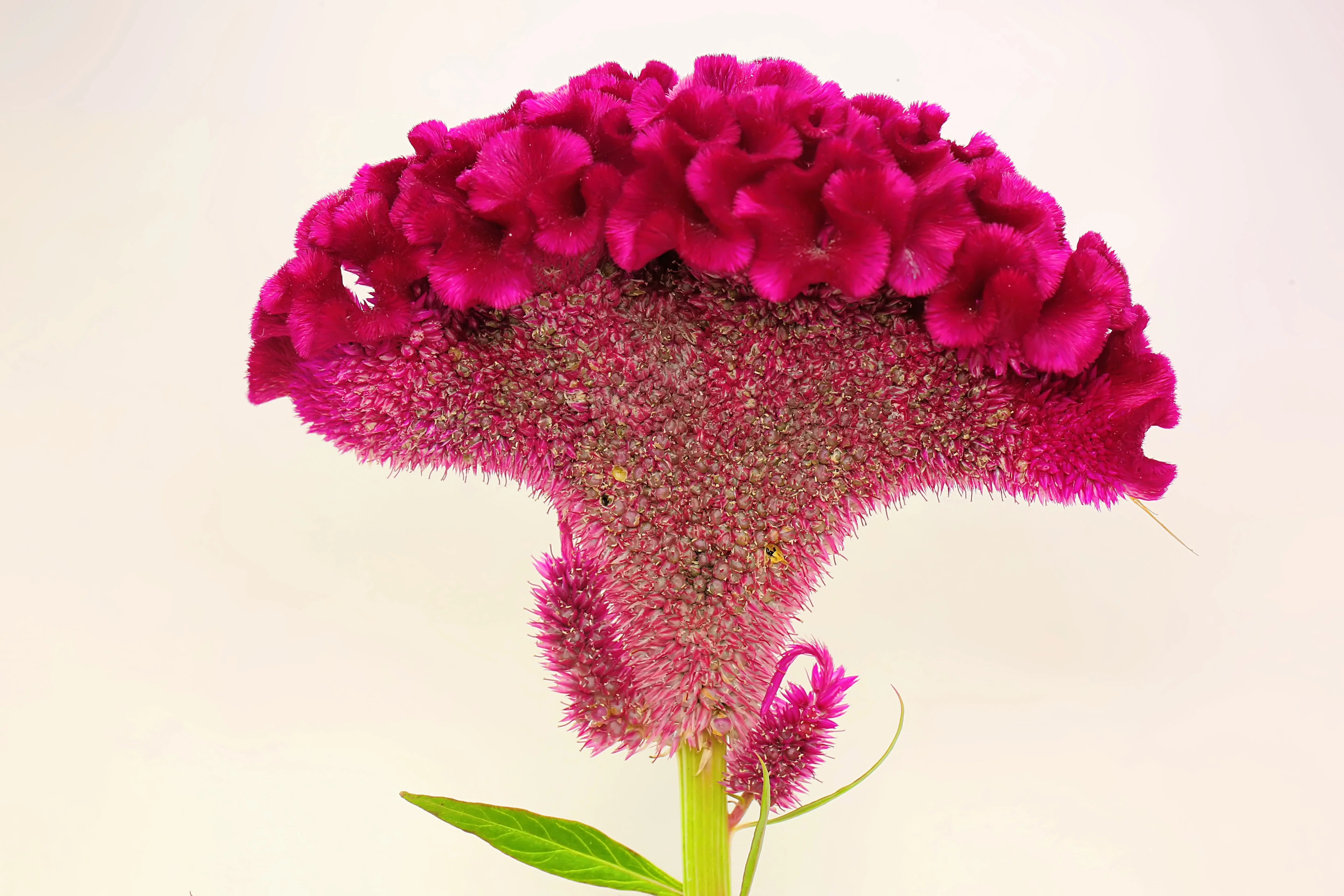 100 CORAL GARDENS Mix CELOSIA Cockscomb Celosia Argentea Cristata Flower Seeds - Image 5