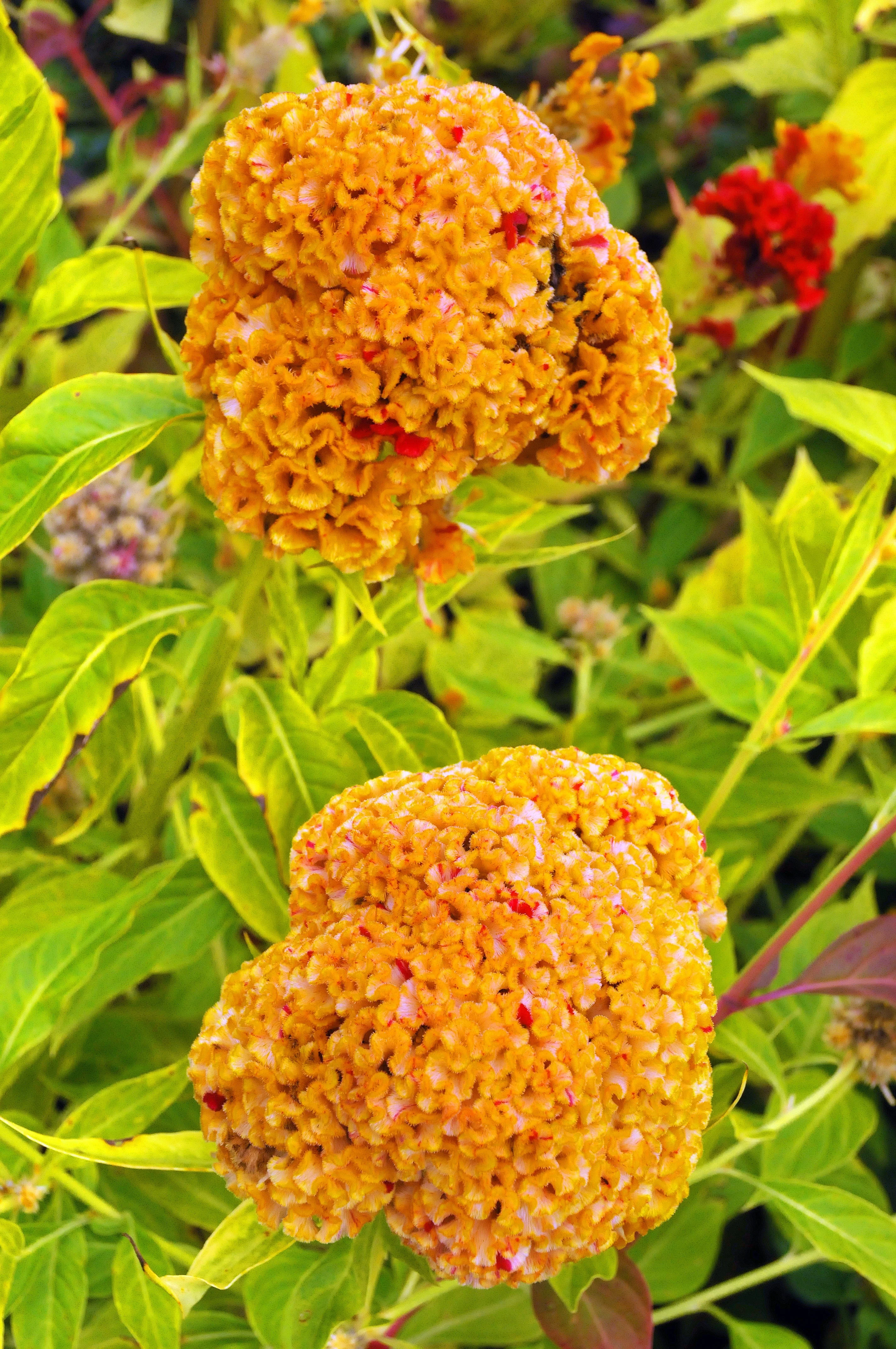 100 CORAL GARDENS Mix CELOSIA Cockscomb Celosia Argentea Cristata Flower Seeds - Image 6