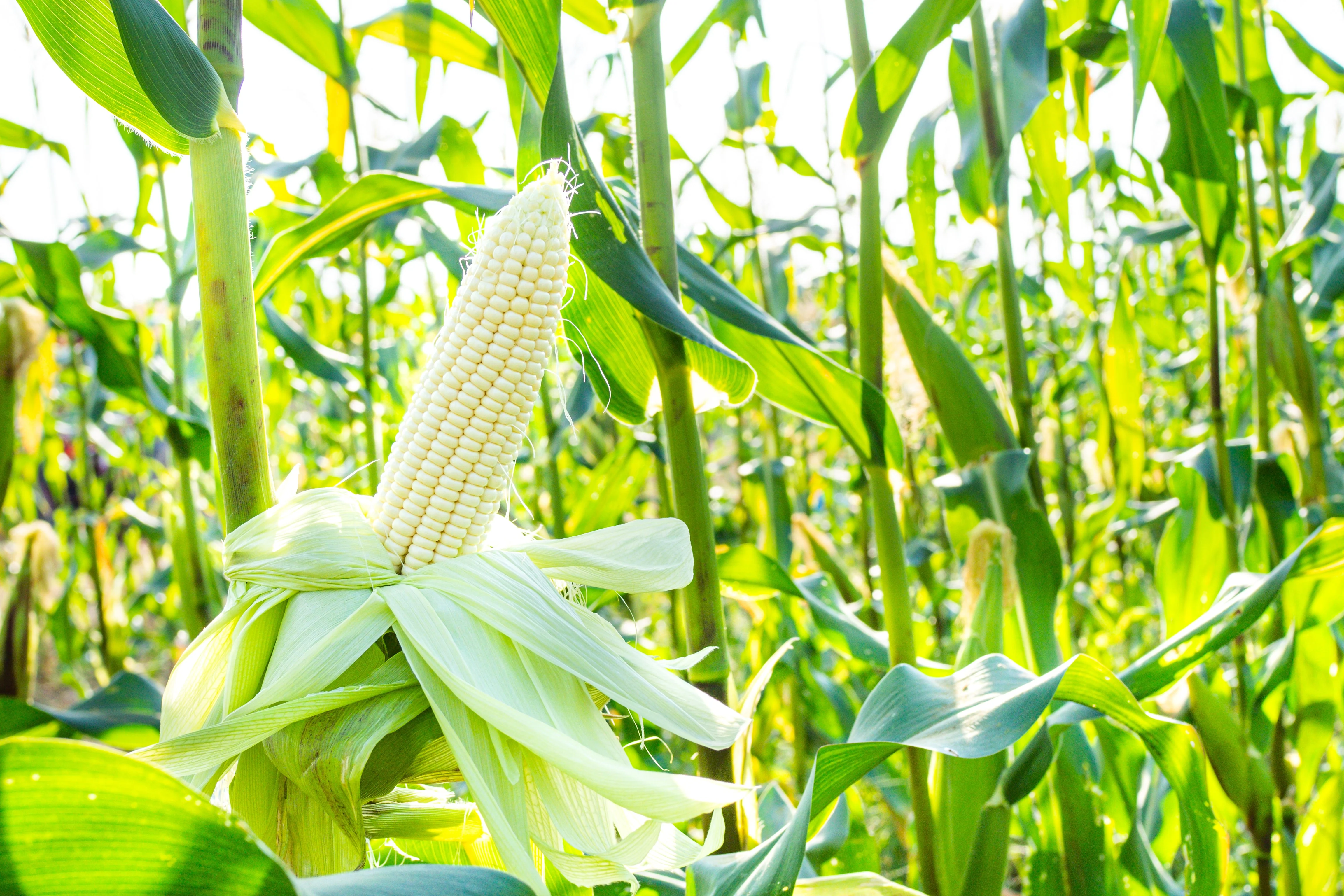 100 Country GENTLEMAN WHITE CORN Sweet Heirloom Zea Mays Vegetable Seeds - Image 2