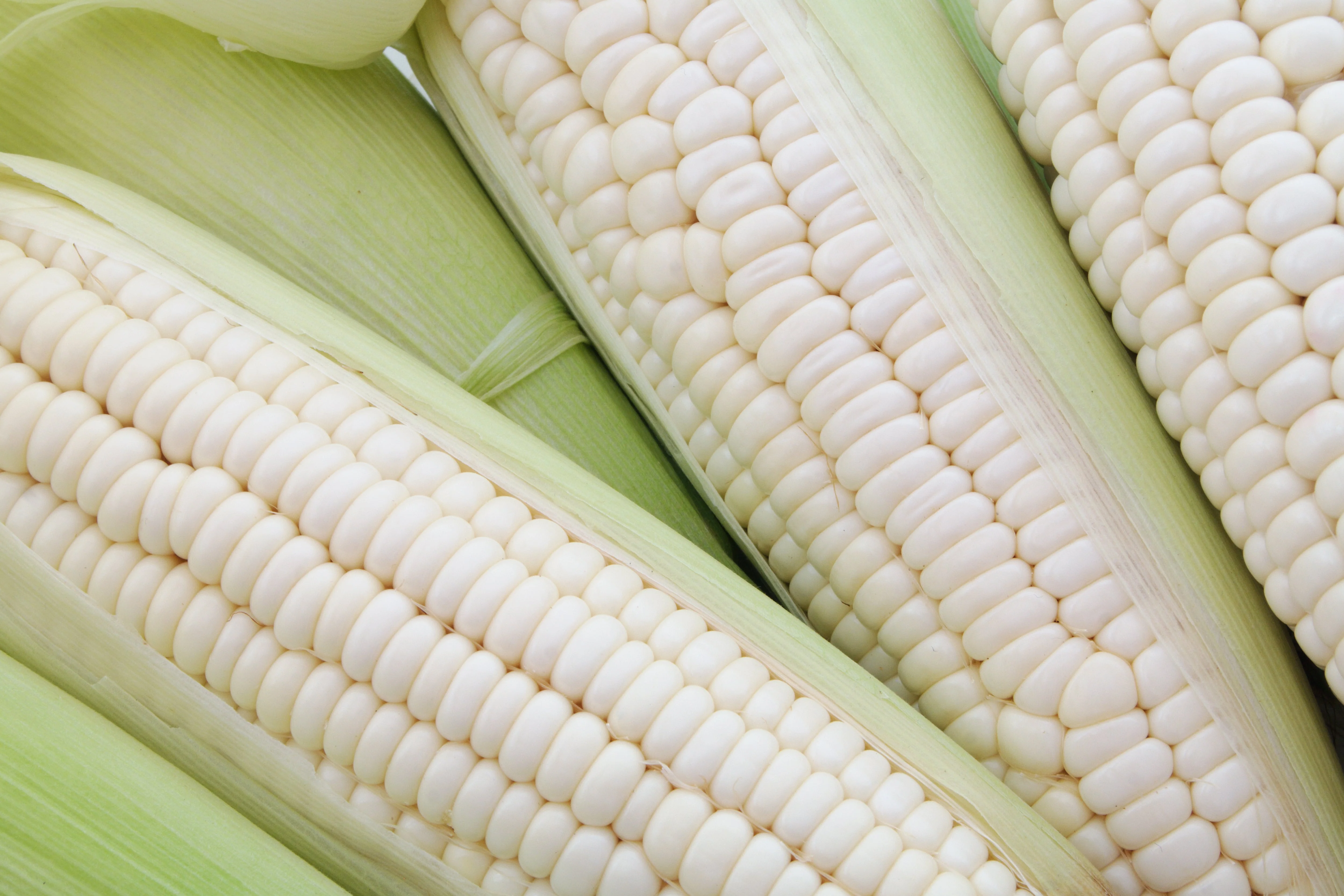 100 Country GENTLEMAN WHITE CORN Sweet Heirloom Zea Mays Vegetable Seeds - Image 4