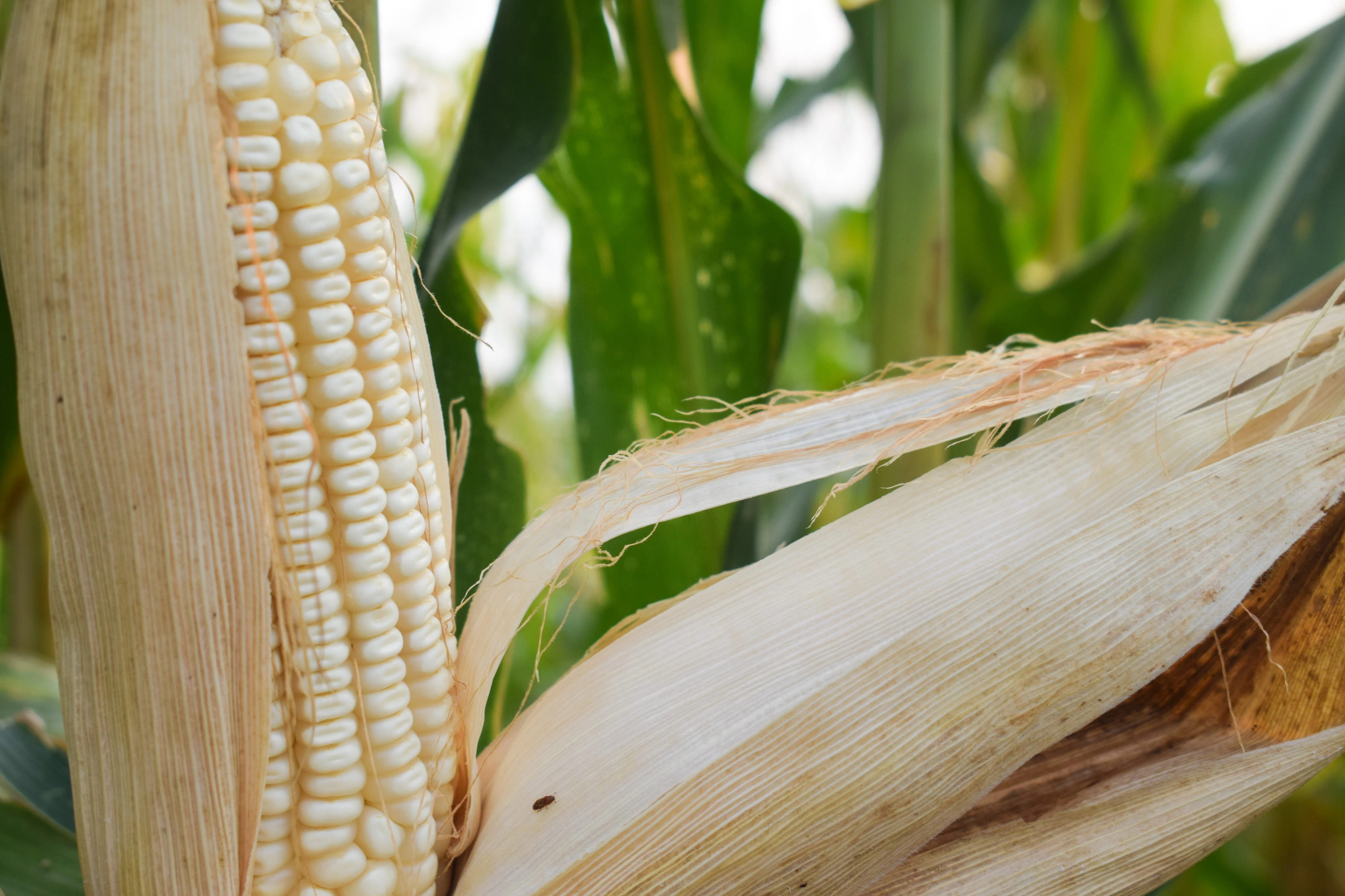 100 Country GENTLEMAN WHITE CORN Sweet Heirloom Zea Mays Vegetable Seeds - Image 6