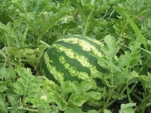100 CRIMSON SWEET WATERMELON Citrullus lanatus Fruit Melon Seeds - Image 2