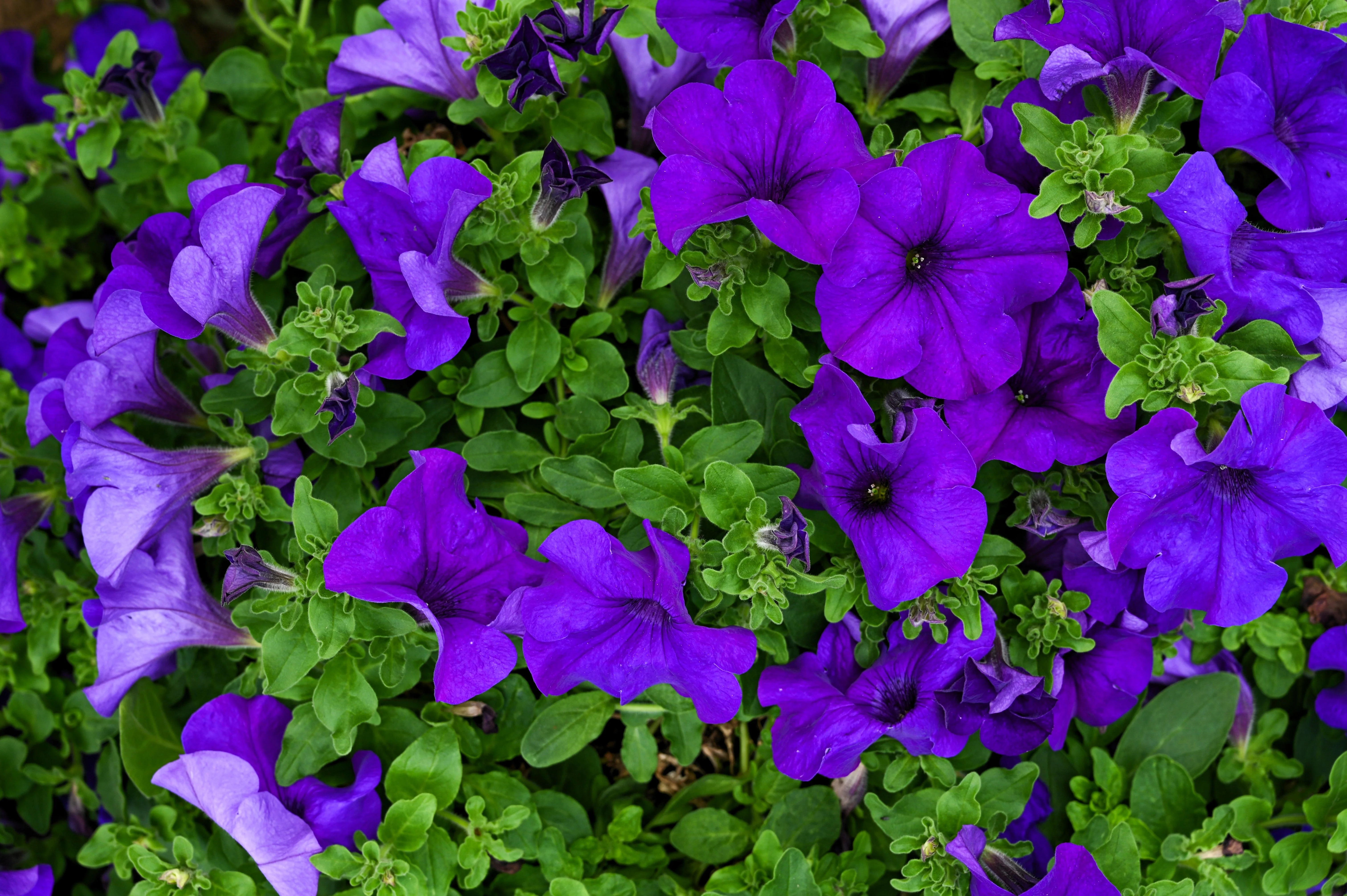 100 DWARF Alderman BLUE PETUNIA Nana Compacta Purple Flower Seeds - Image 4