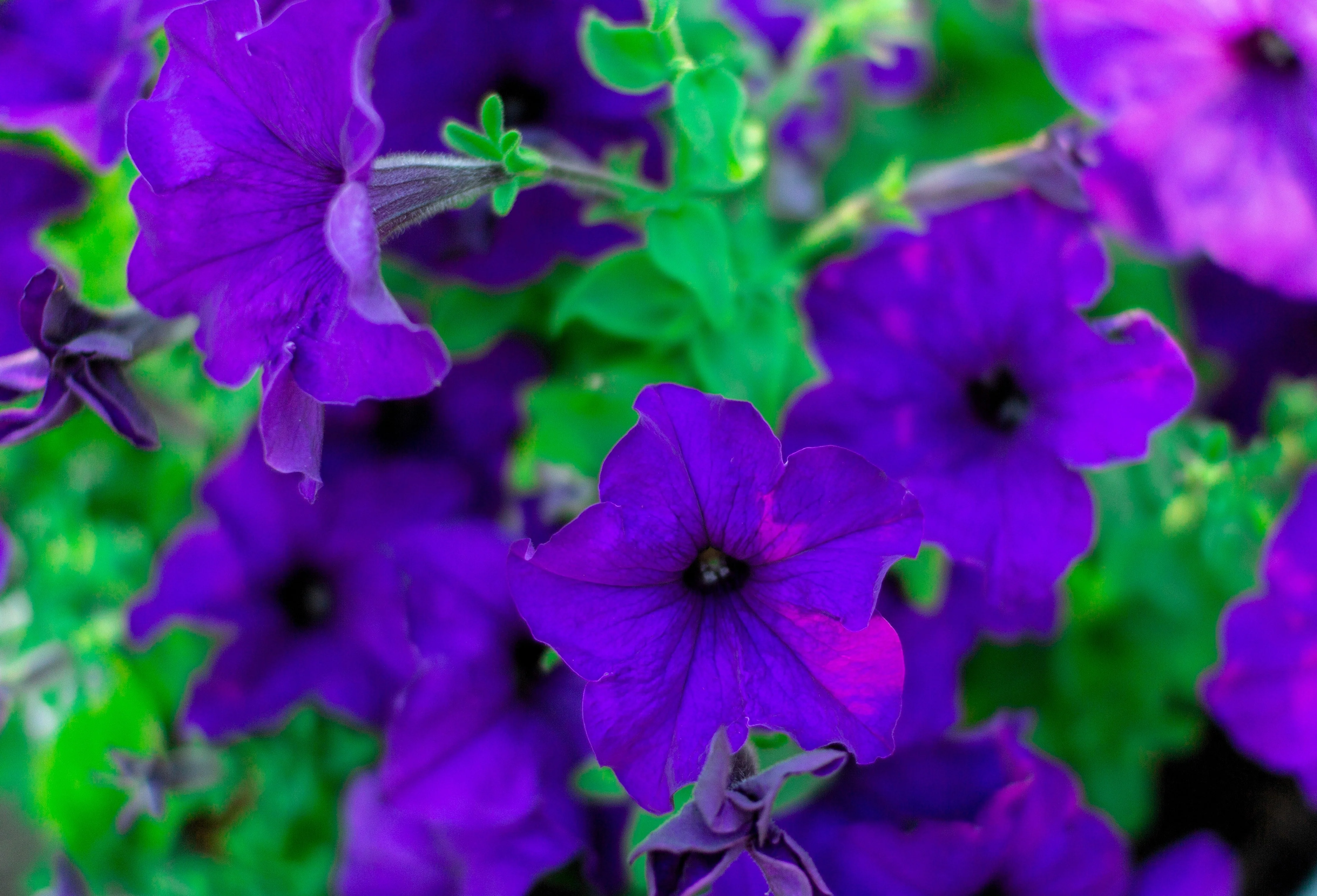 100 DWARF Alderman BLUE PETUNIA Nana Compacta Purple Flower Seeds - Image 5