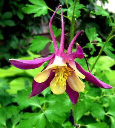 100 DWARF COLUMBINE MIX Aquilegia Vulgaris Mixed Colors Flower Seeds - Image 3