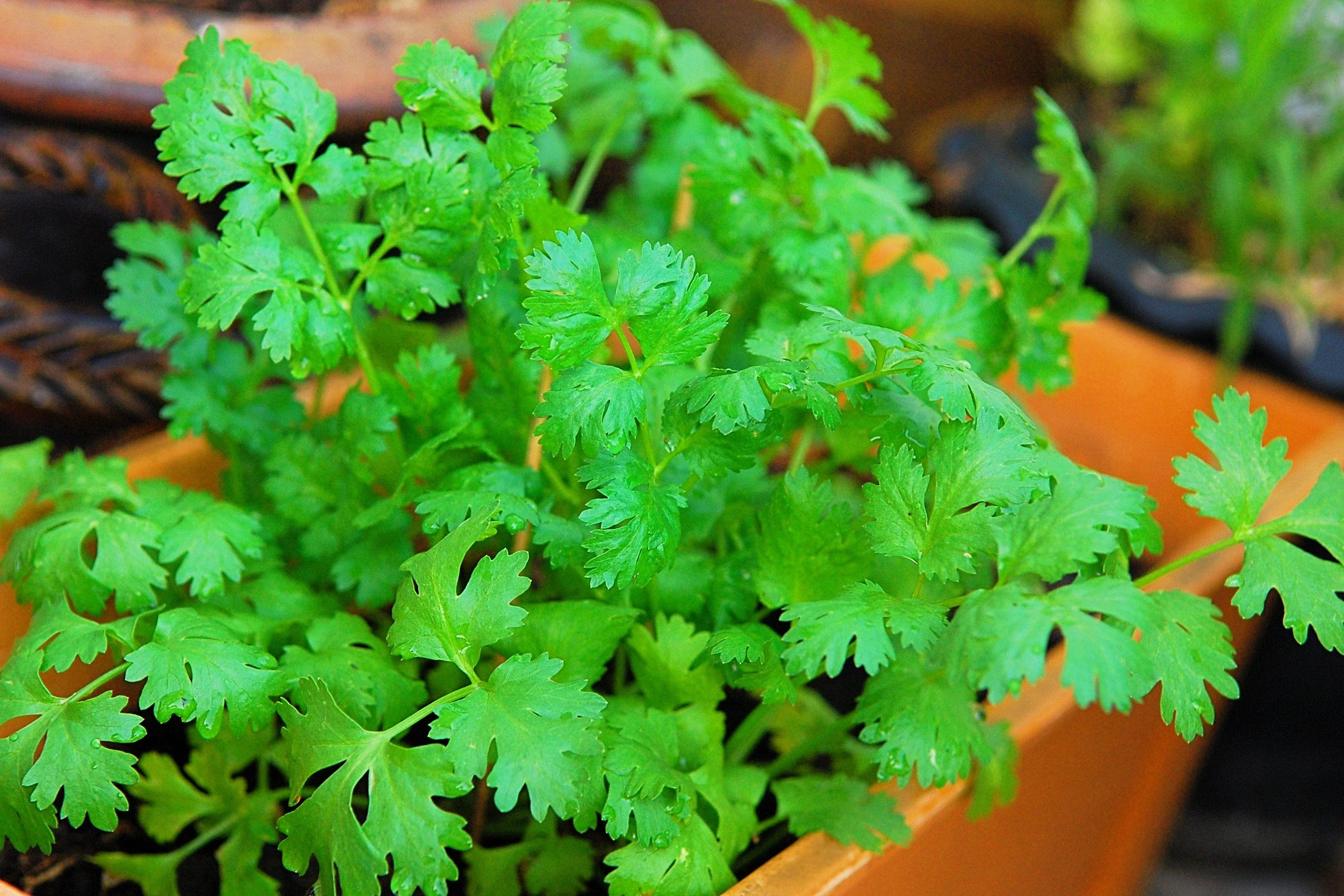 100 FIESTA Green CILANTRO / CORIANDER Coriandrum Sativum Herb Vegetable Seeds - Image 4
