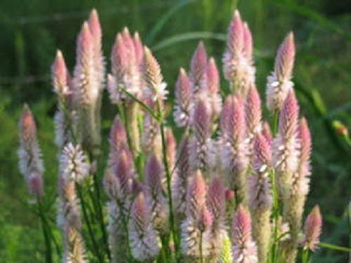 100 FLAMINGO FEATHER Wheat CELOSIA Spicata Pink & White Flower Seeds - Image 3