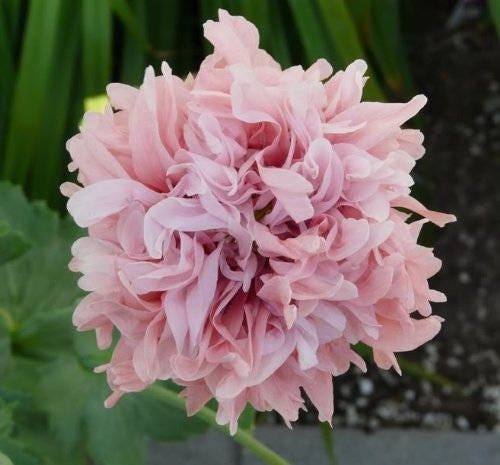 100 Flemish Antique PEONY POPPY MIXED Colors Papaver Peoniflorum Flower Seeds - Image 2